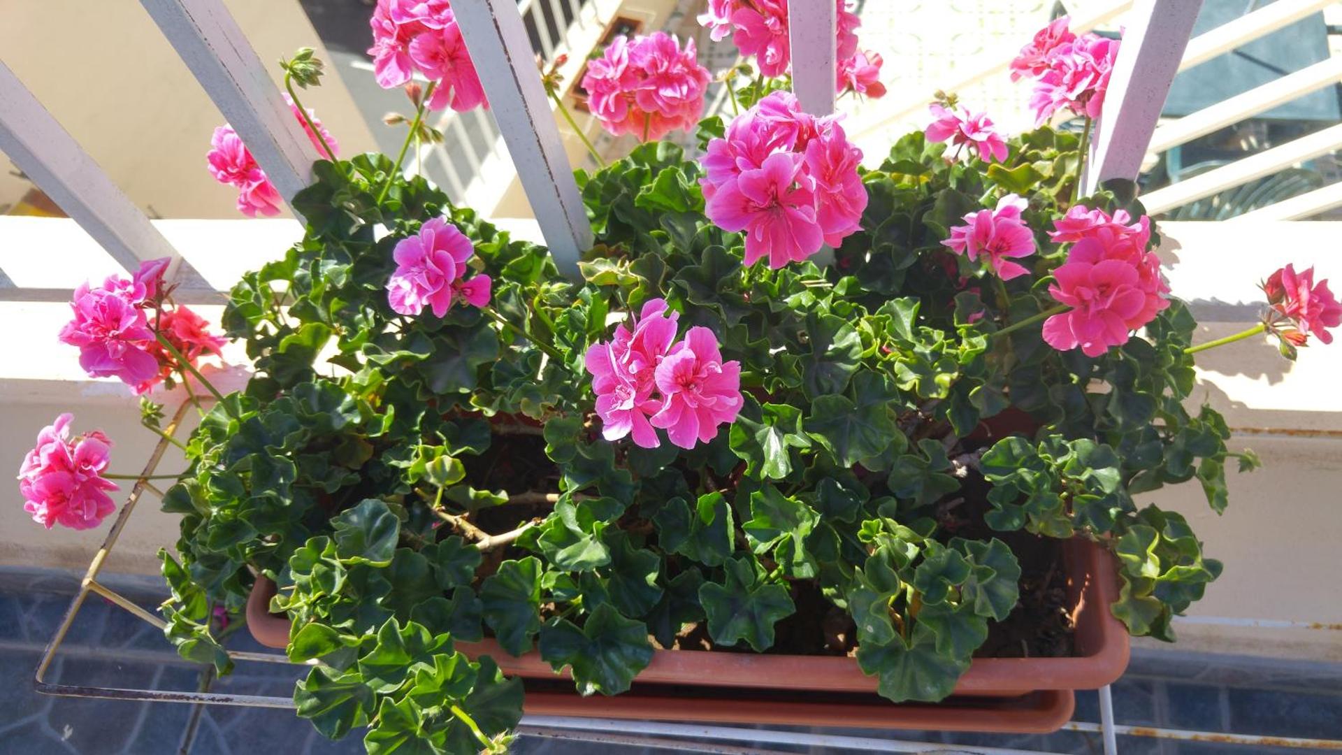 Apartamentos Martell - Photo 10