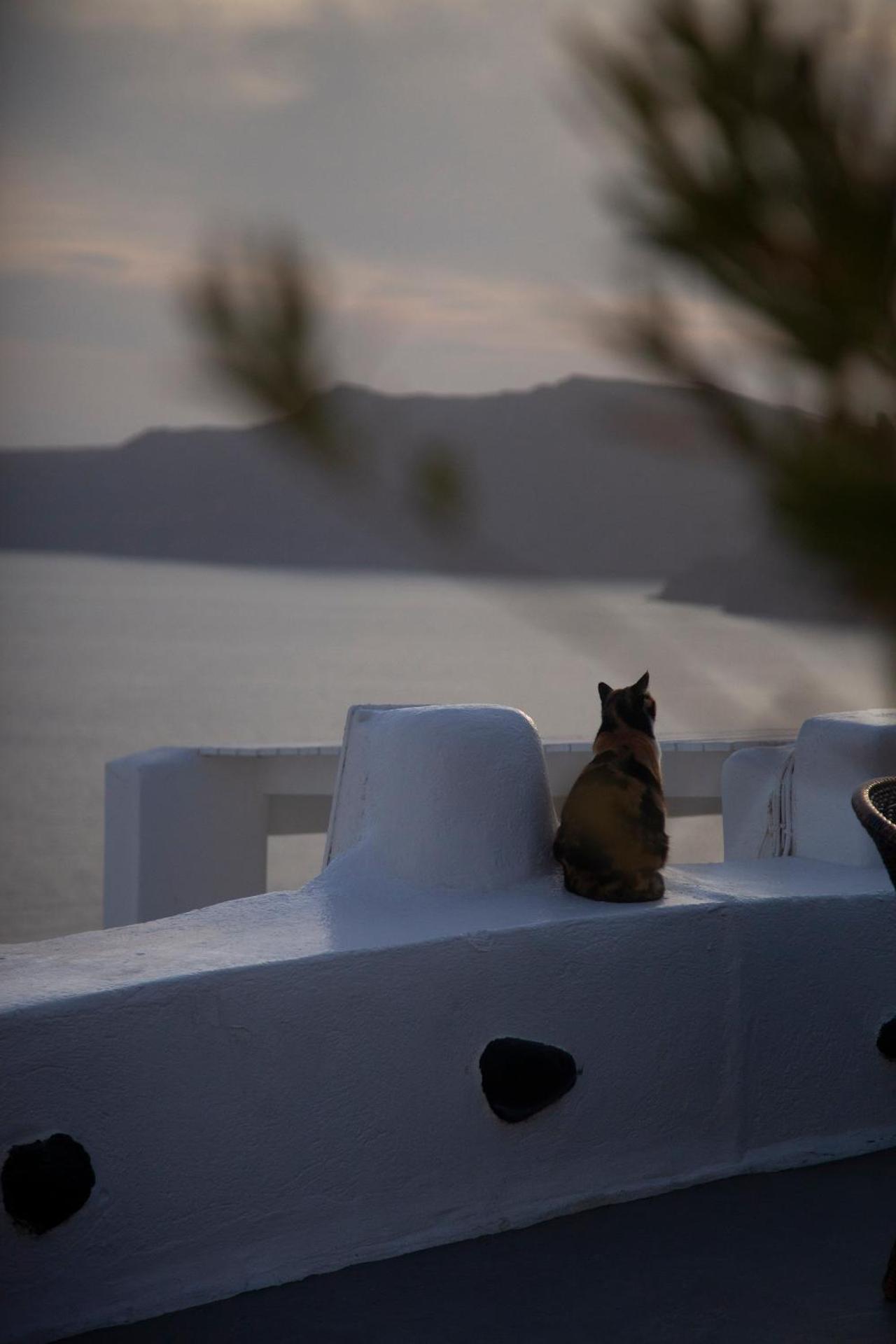 Alexander's Suites - Photo 37