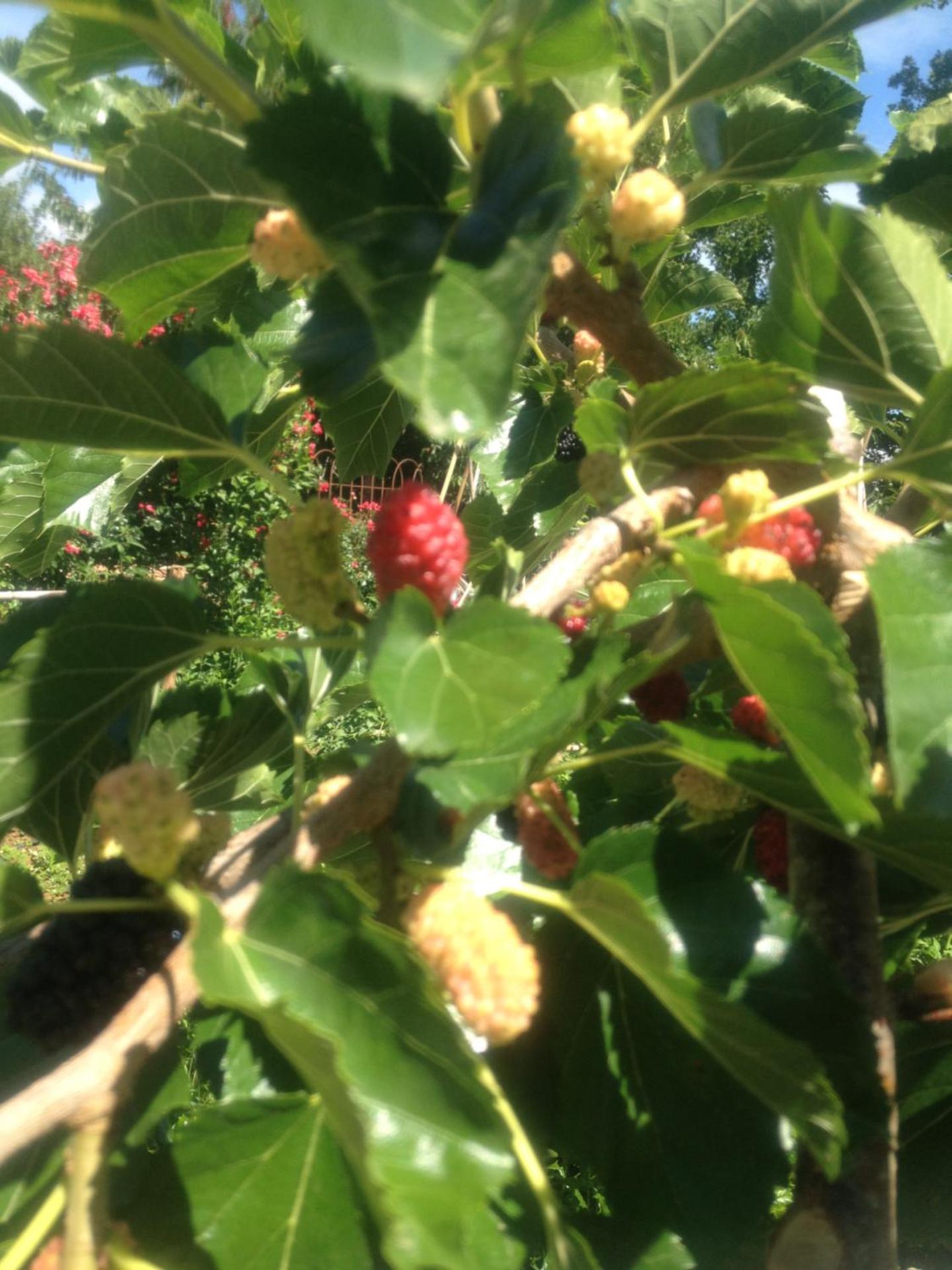 AGRITURISMO Case Catalano - Photo 190