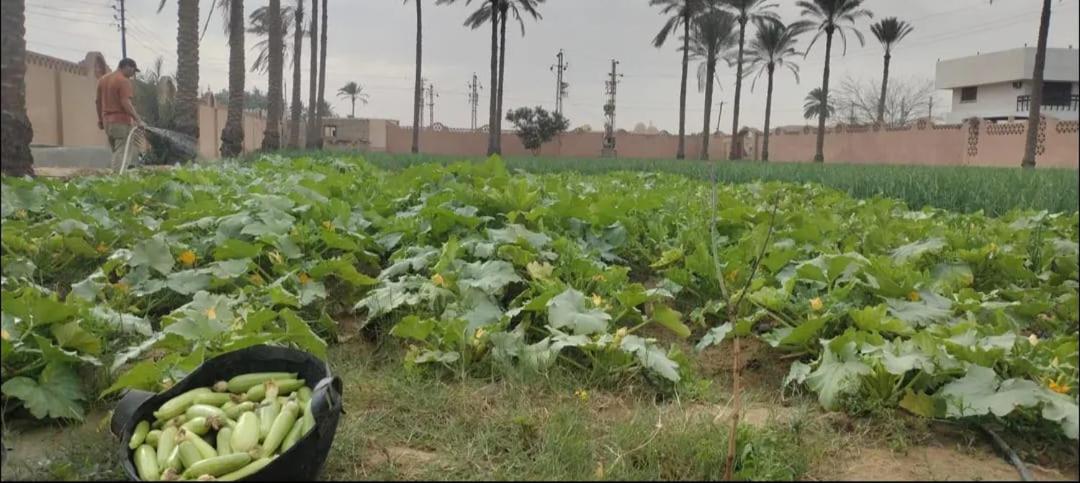 Alf Layla Resort - Photo 30