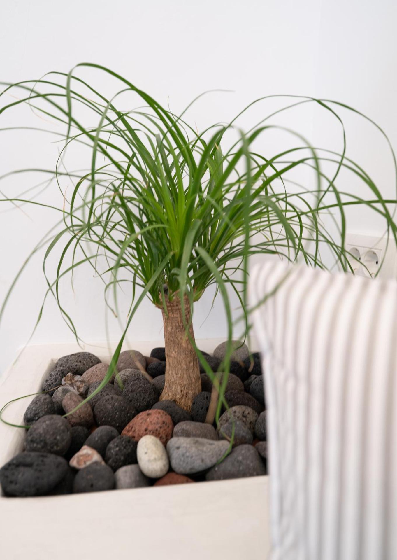 Amerikanos Villas - Photo 94