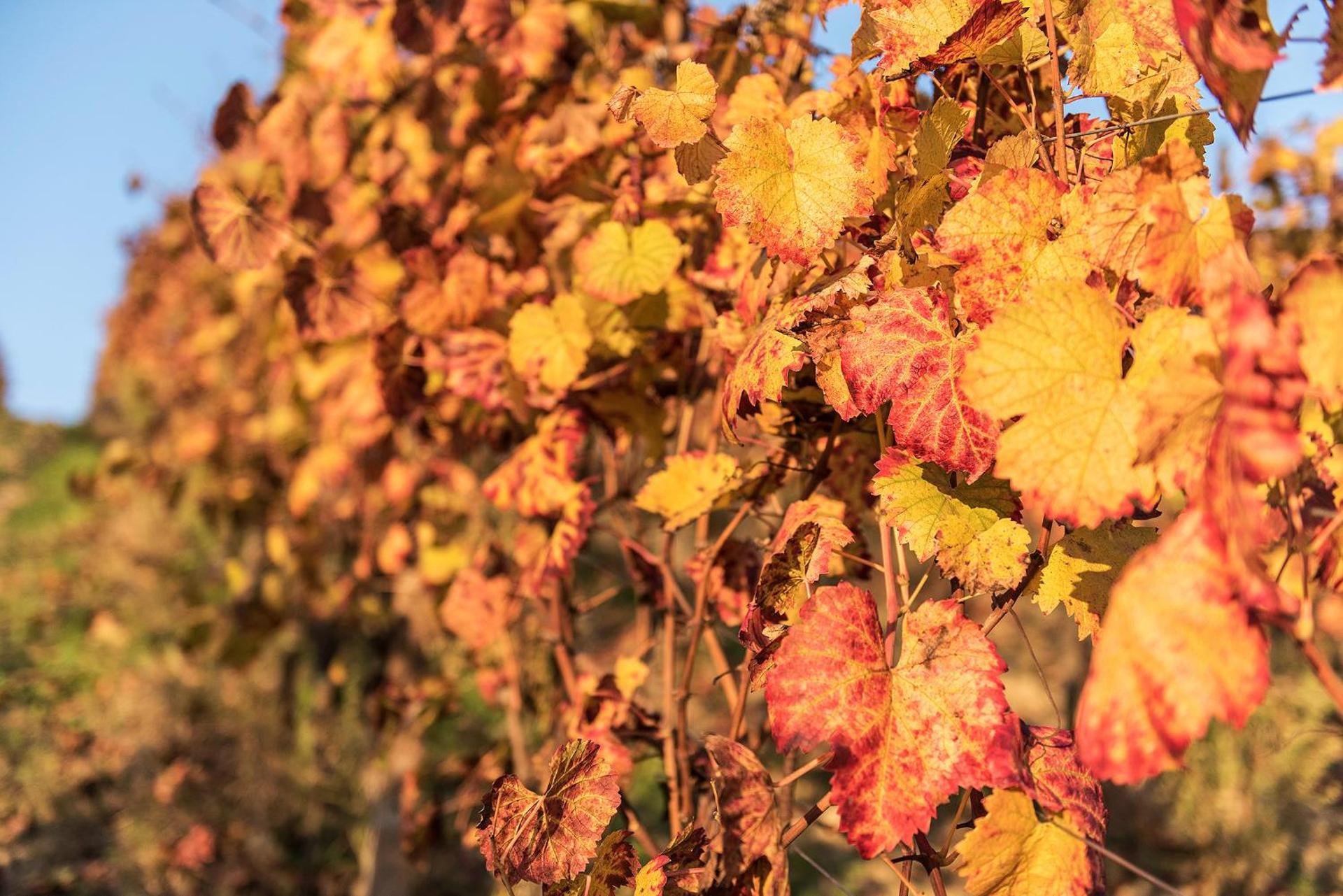 Agriturismo Albarossa - Photo 25