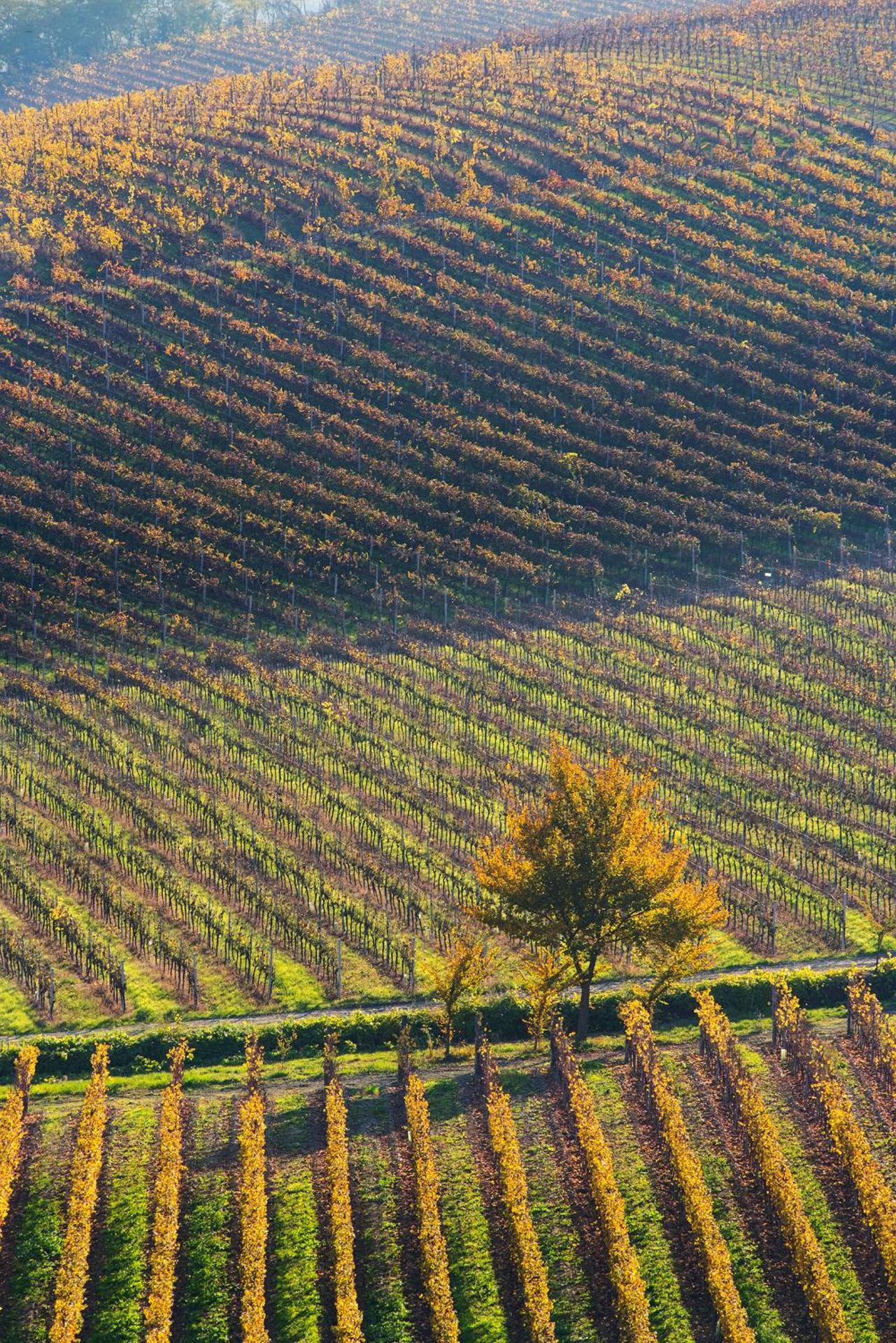 Agriturismo Albarossa - Photo 24