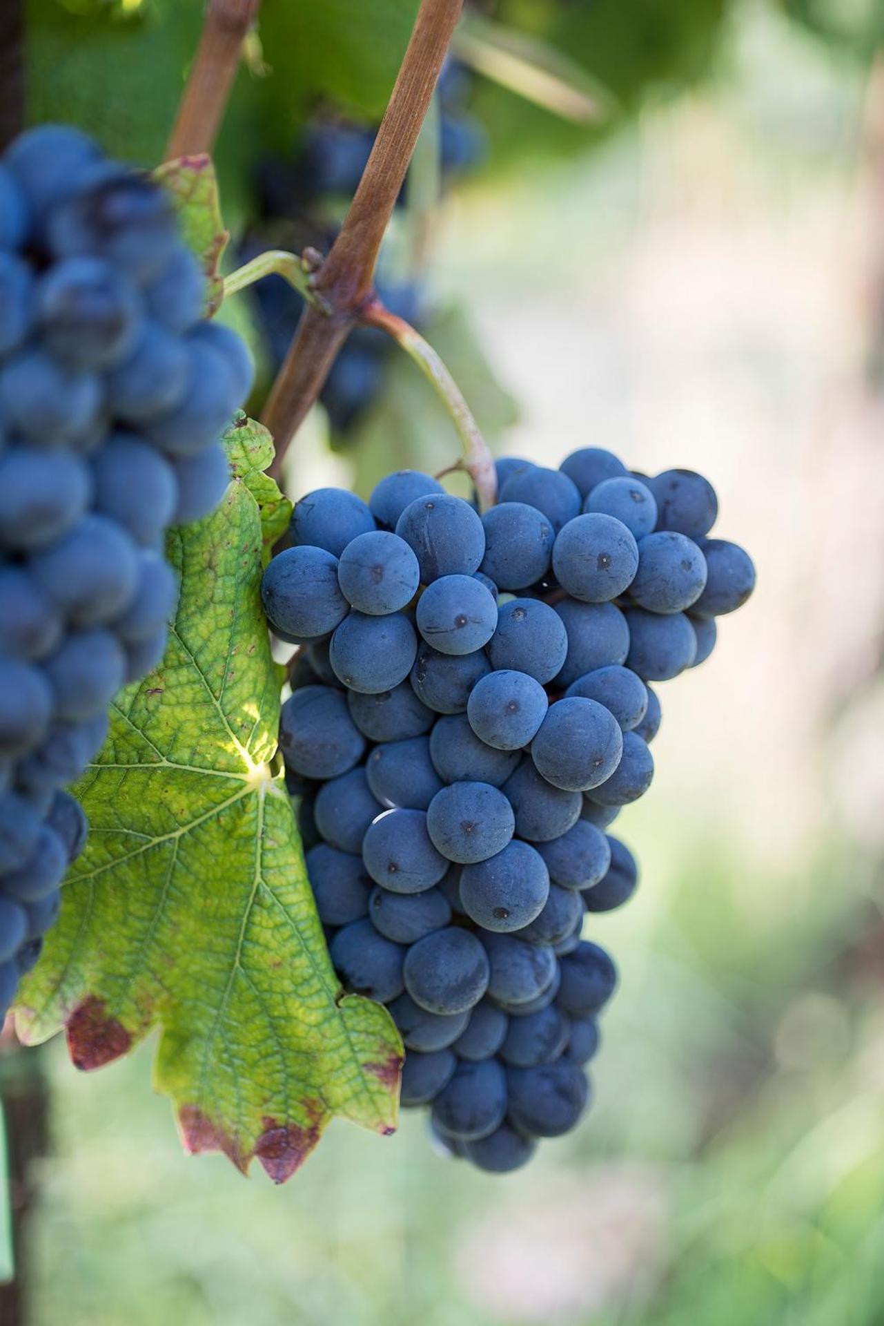 Agriturismo Albarossa - Photo 19