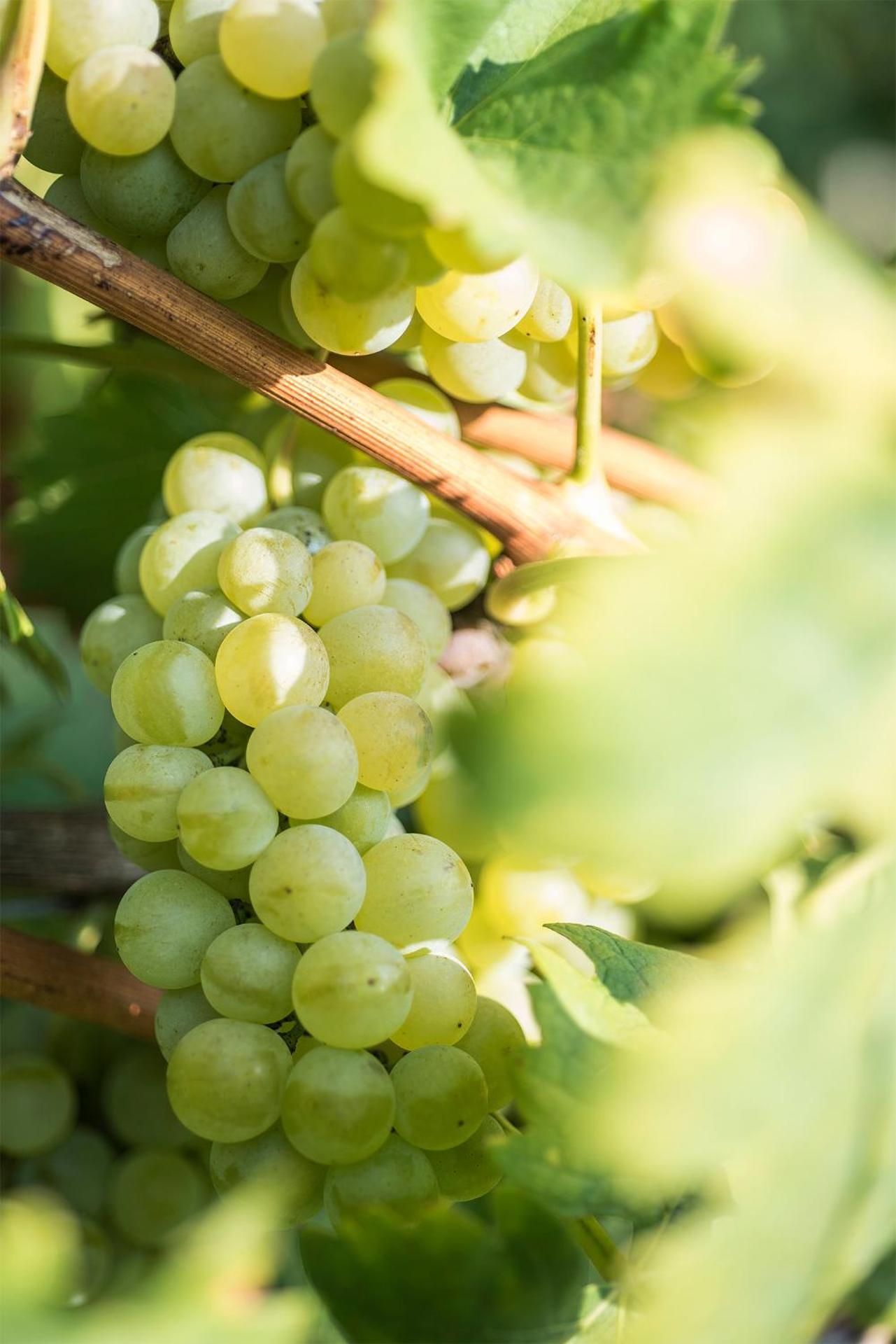 Agriturismo Albarossa - Photo 18