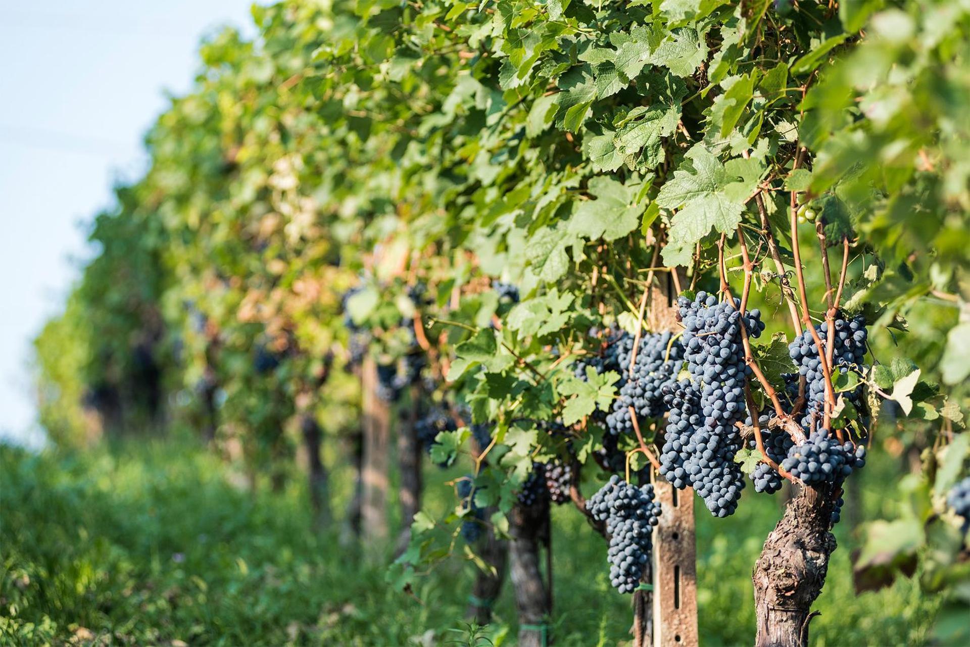 Agriturismo Albarossa - Photo 2