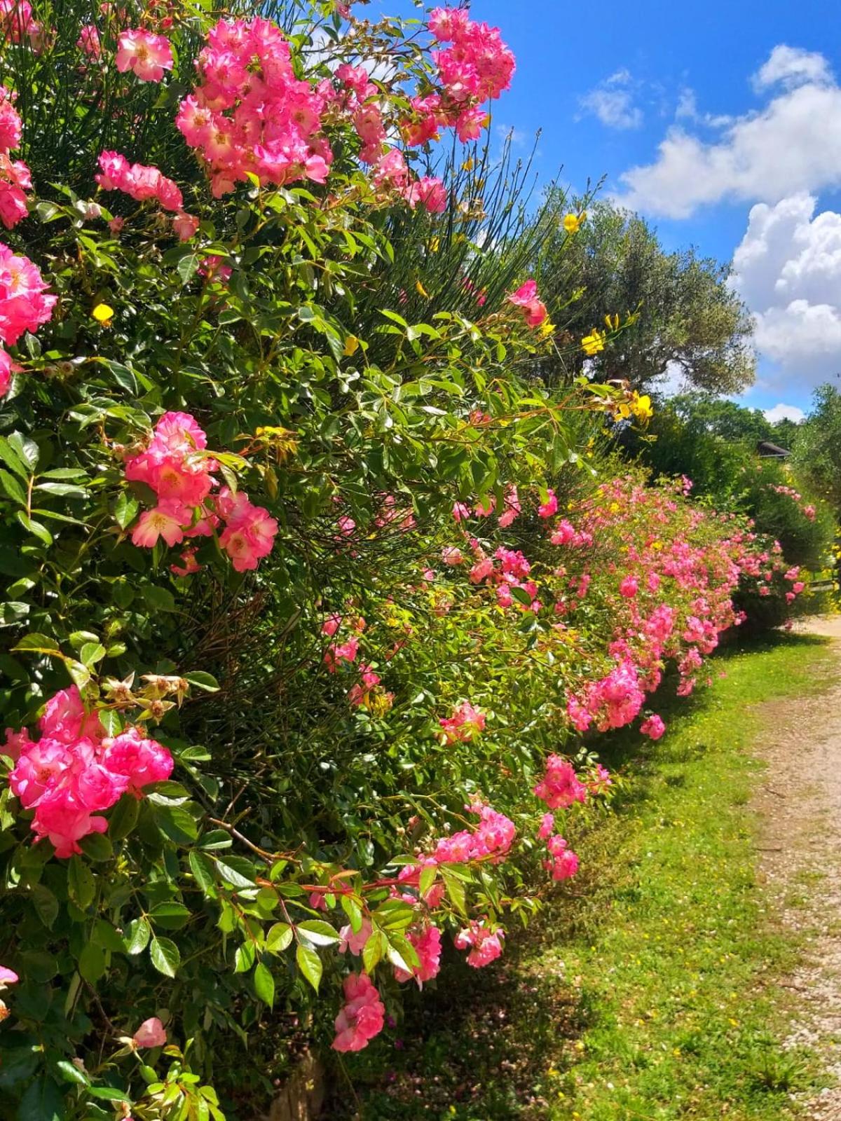 La Chiesuola - Photo 44