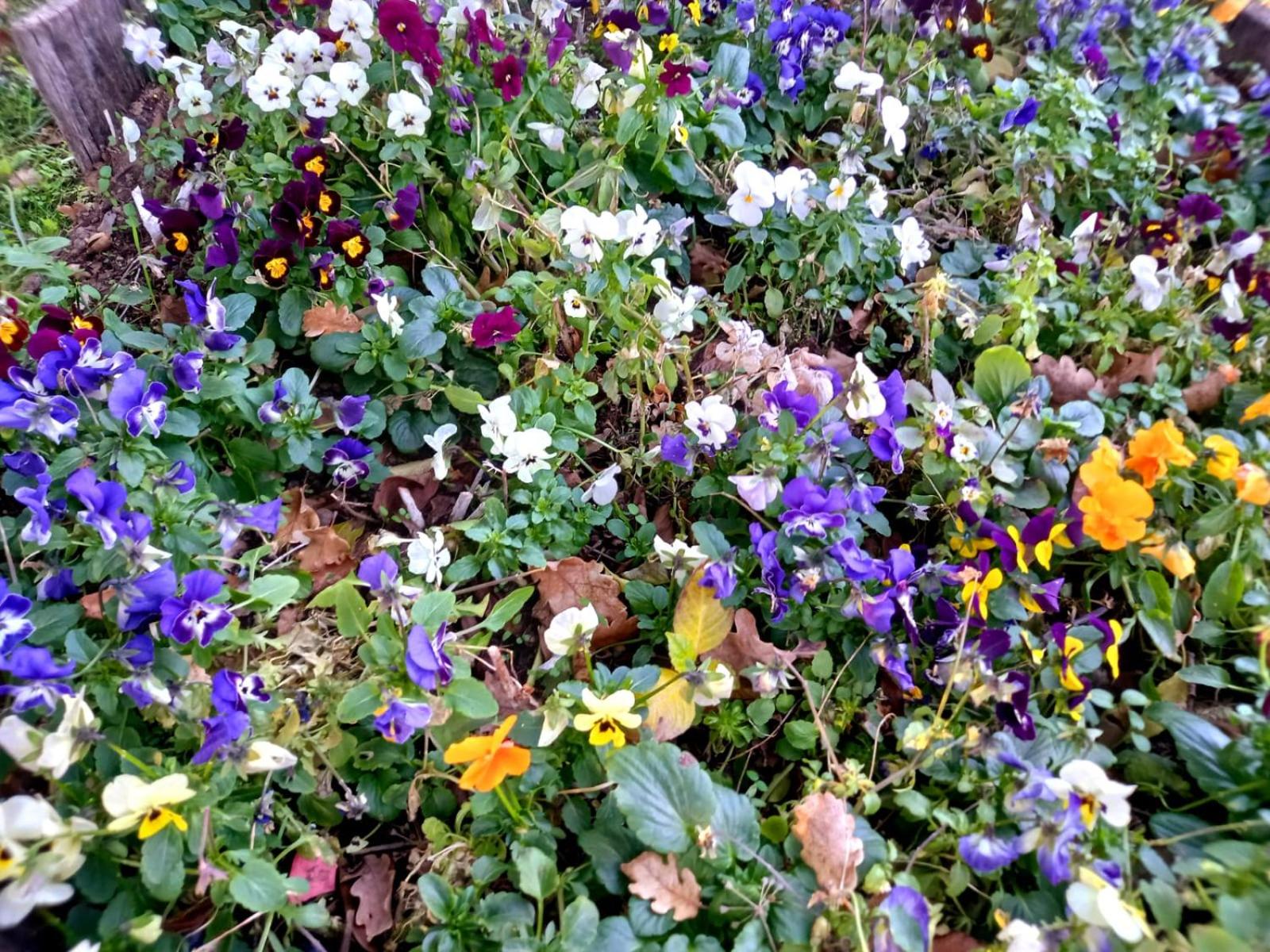 La Chiesuola - Photo 154