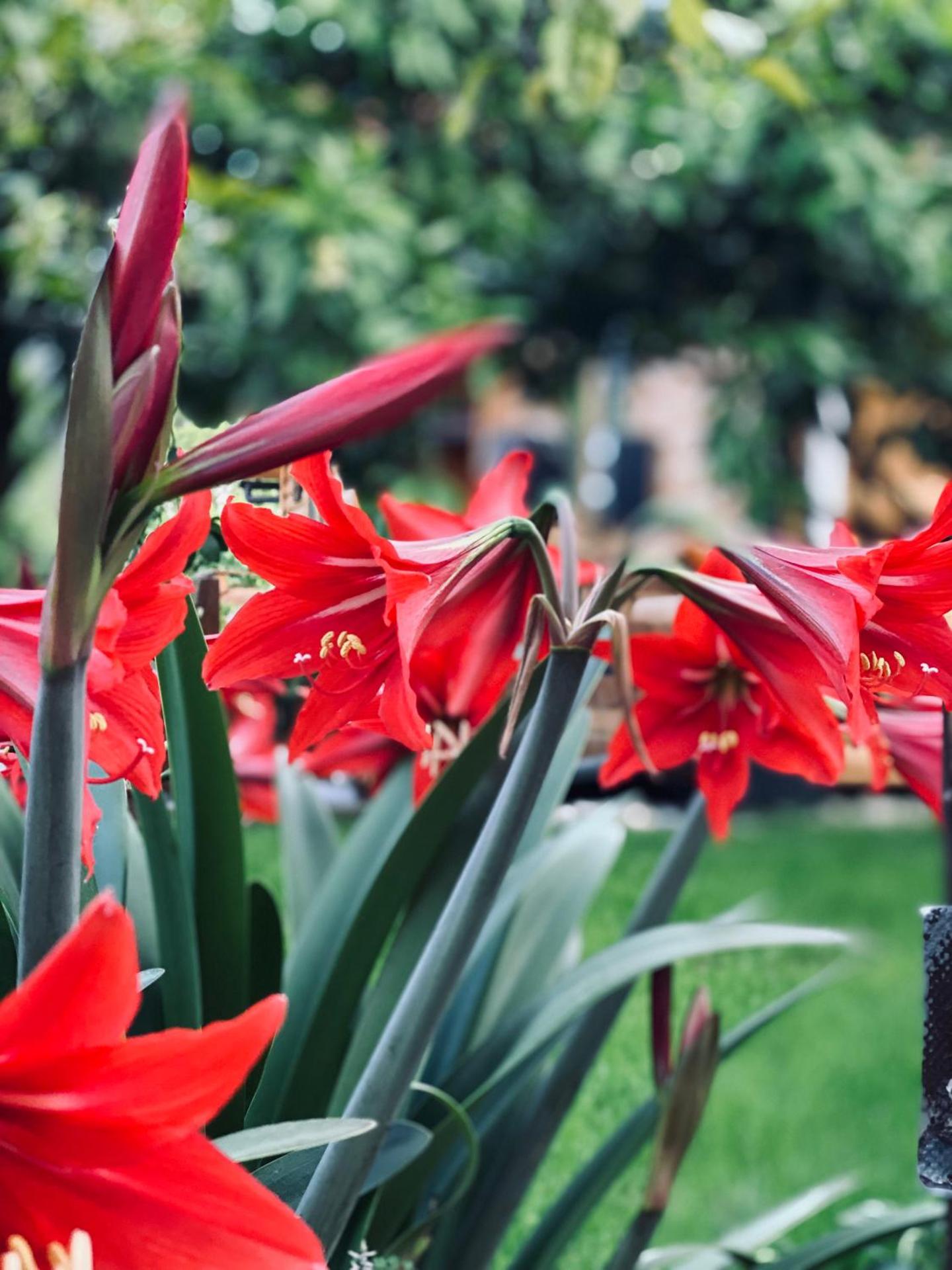 Berat Wooden Villas with Private Pool - Photo 22