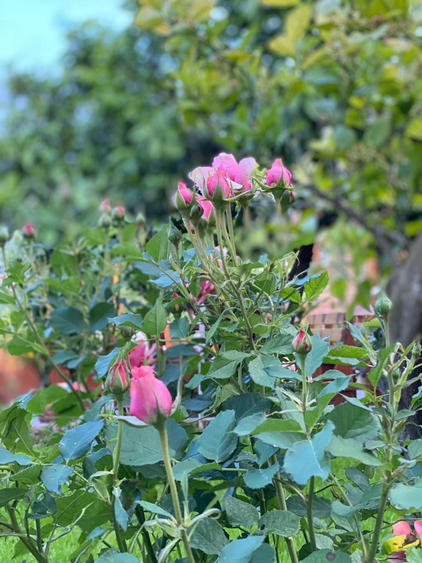 Berat Wooden Villas with Private Pool - Photo 23