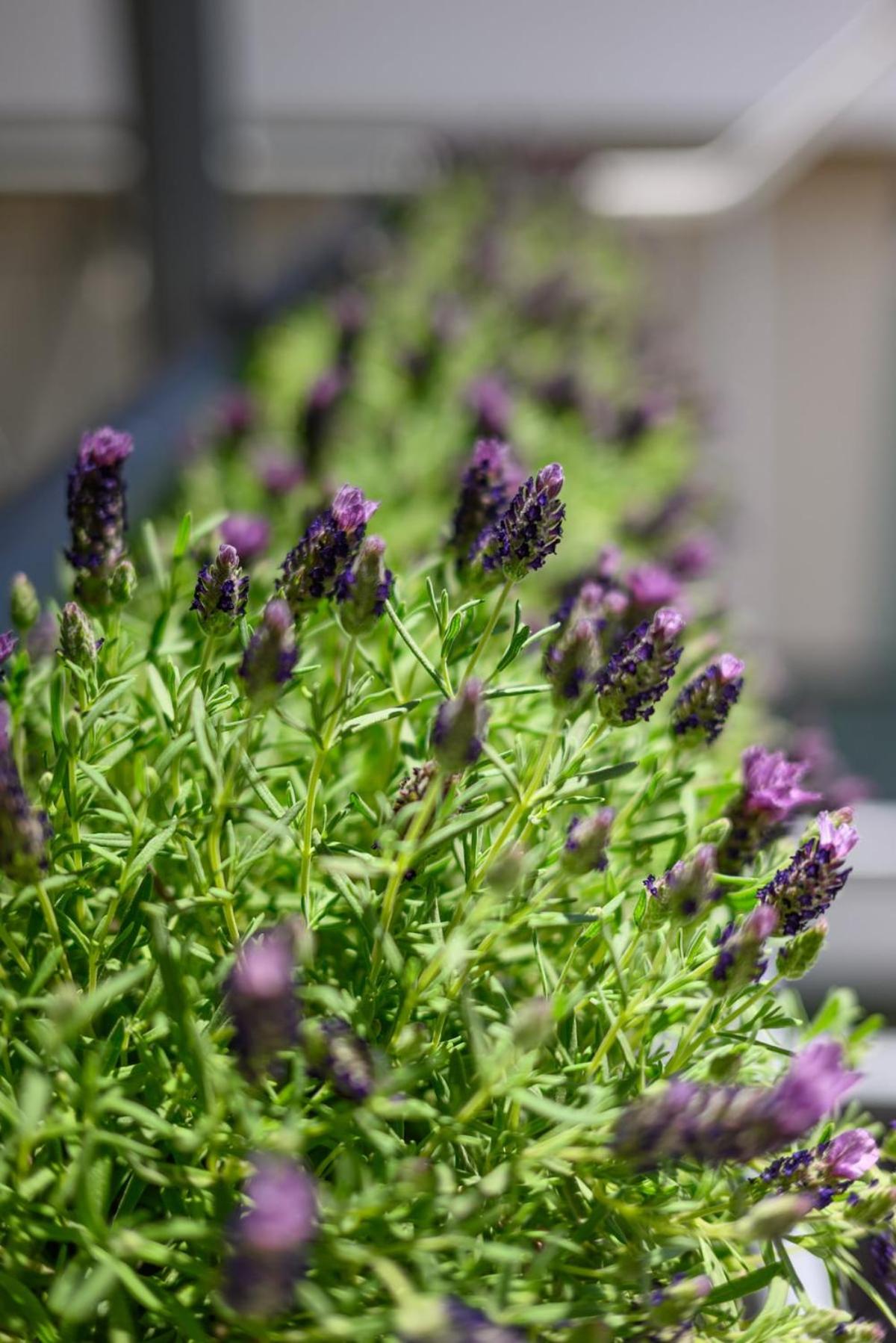 Lovehome - 4BD Villa with views-15mins to airport,10mins to MEC ΑΕ- 2mins to bus stop ,10mins to Suburban Railway on foot - Photo 17