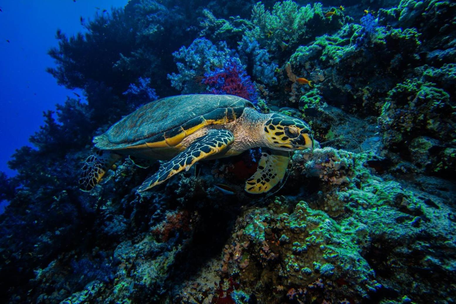 Falcon Hills Hotel - Photo 119