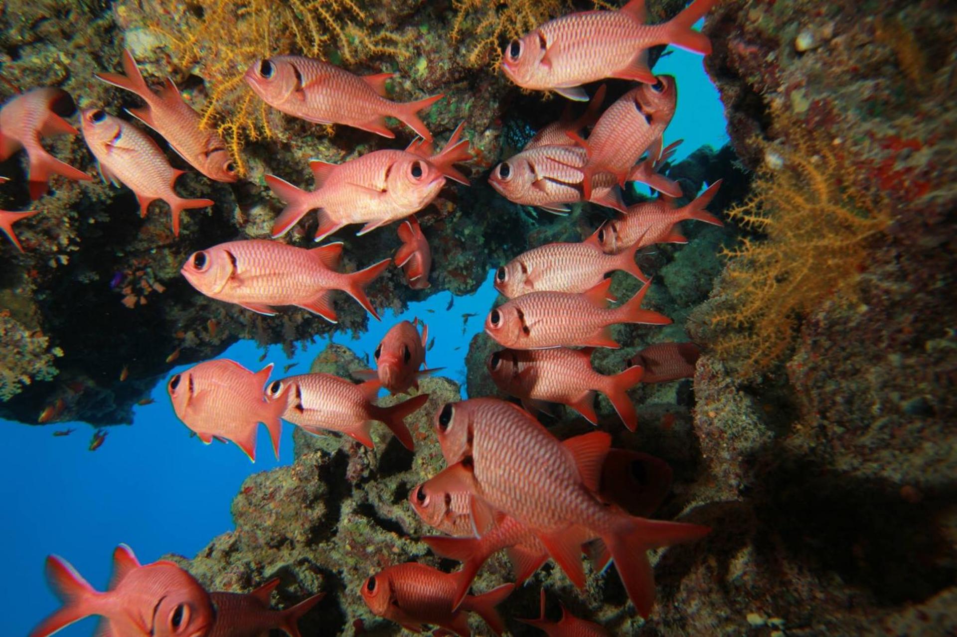 Falcon Hills Hotel - Photo 118