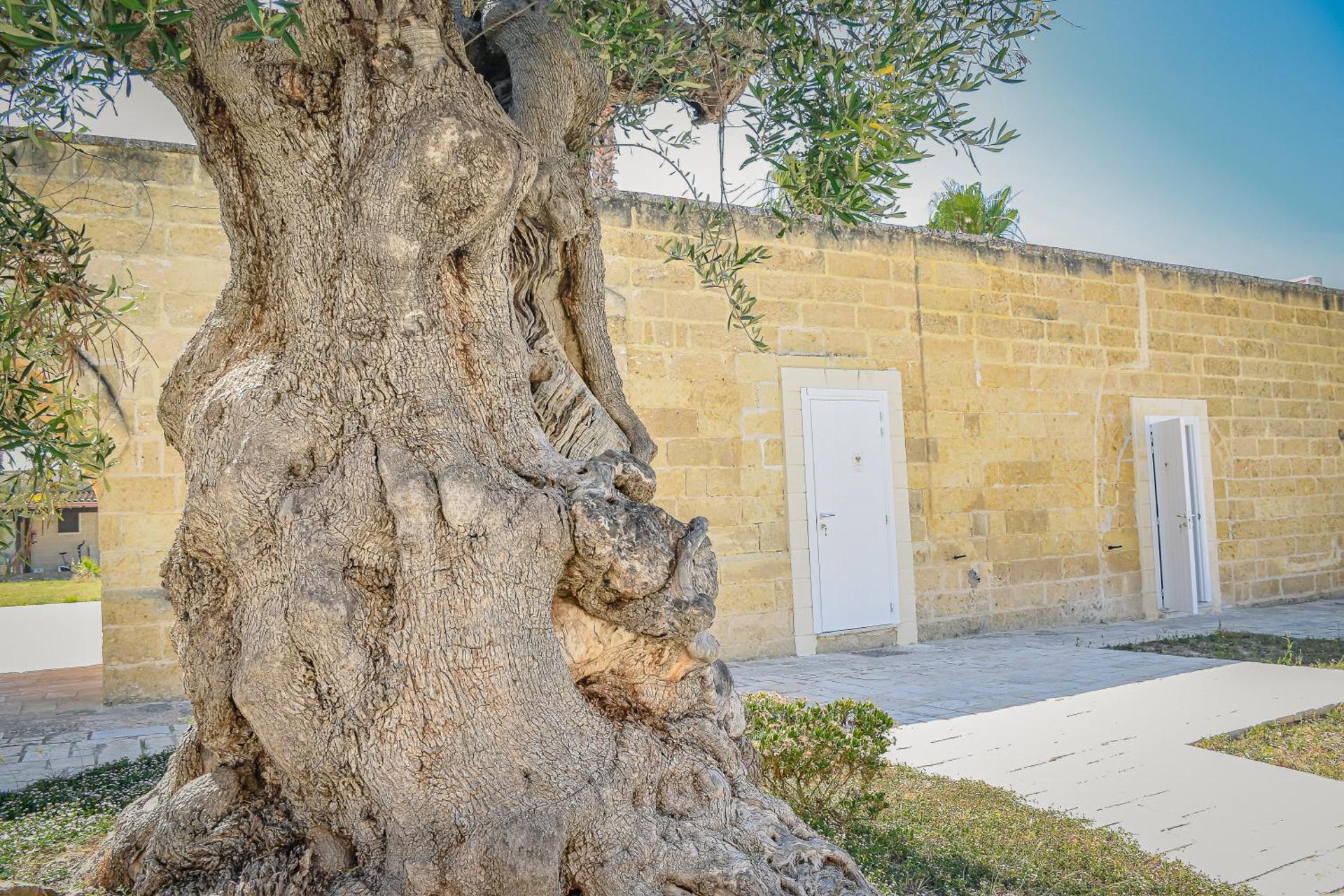 Masseria Tenuta Quintino - Photo 27