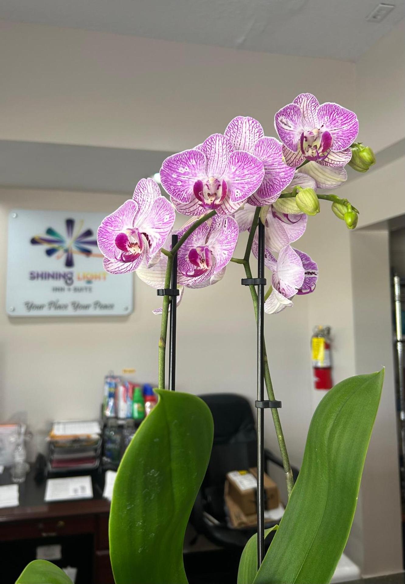 Shining Light Inn & Suites - Photo 10