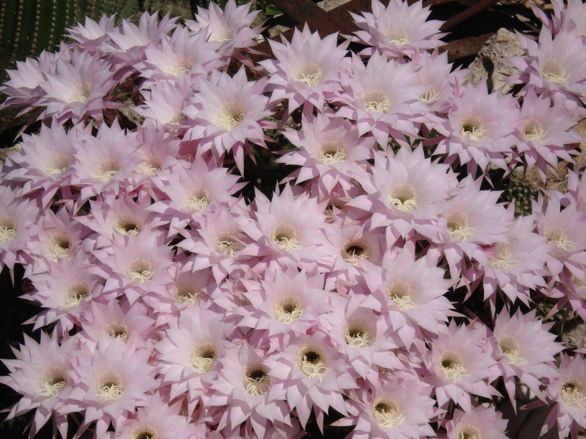 B&B La Rosa Blu - Photo 146