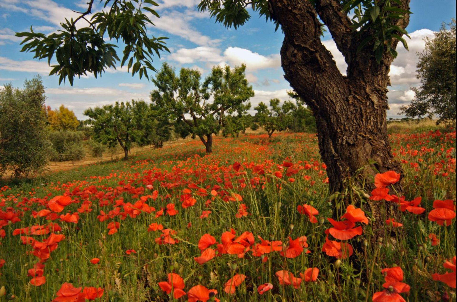 Masseria Il Frantoio - Photo 65