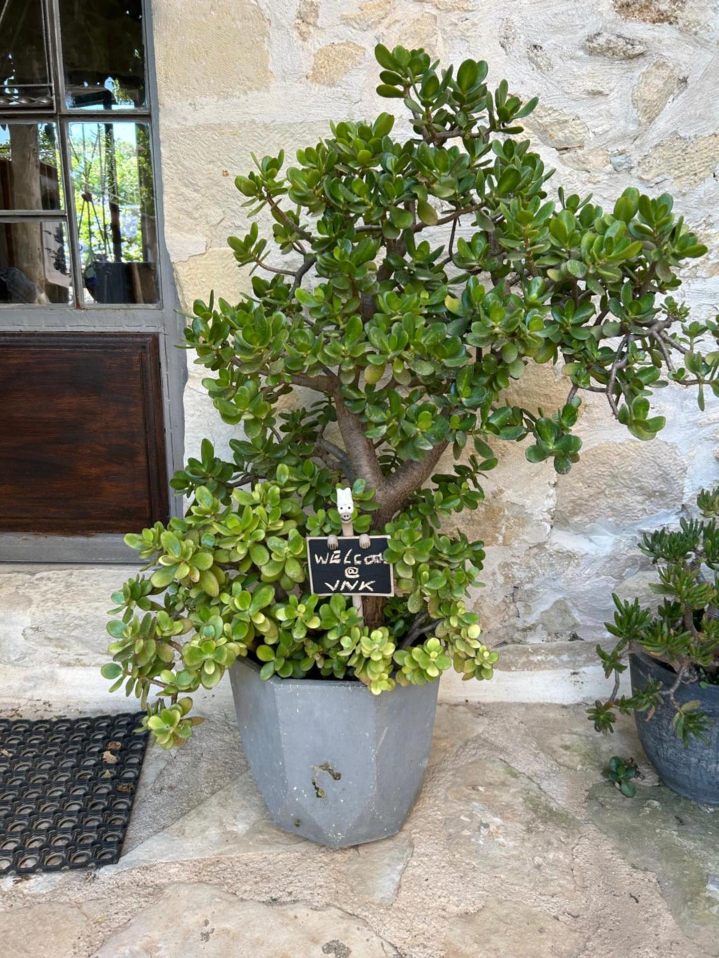 Old stone villa in Apokoronas Villa Nostalgia Kreta - Photo 49