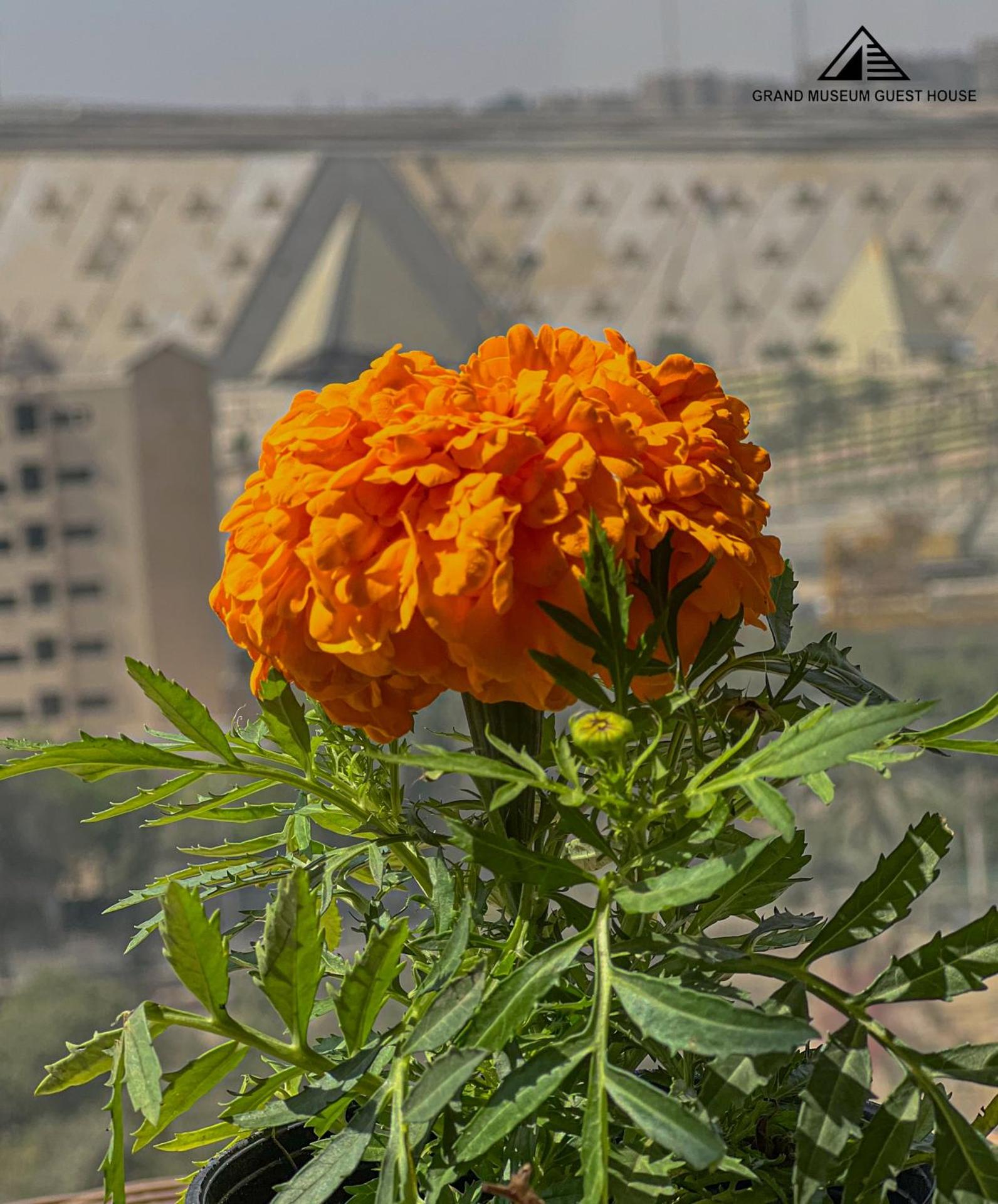 grand museum view hotel - Photo 24