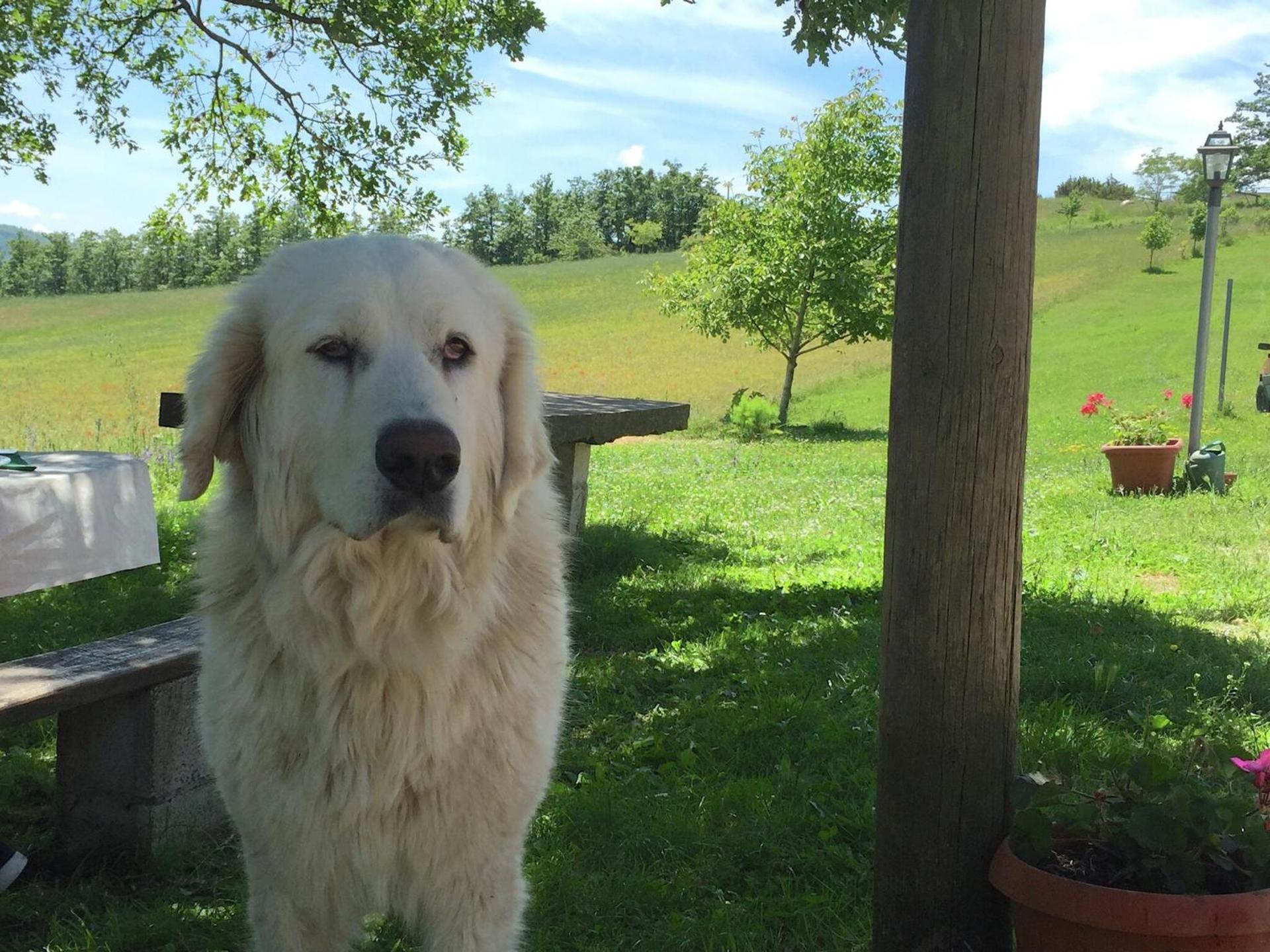 Farmhouse in Apecchio with Swimming Pool, Terrace, Garden - Photo 86