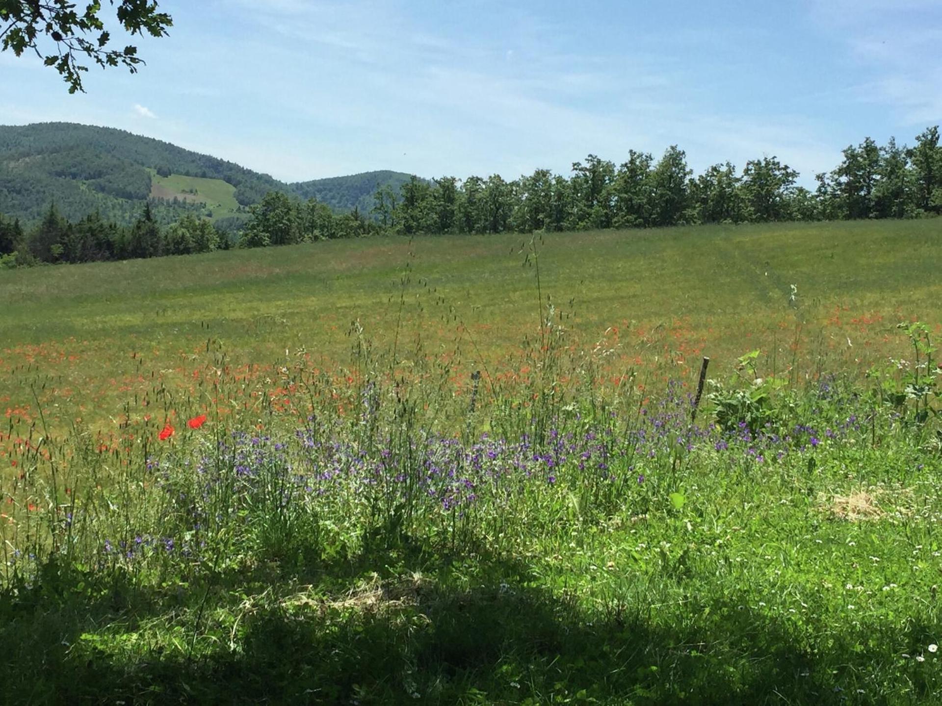 Farmhouse in Apecchio with Swimming Pool, Terrace, Garden - Photo 106