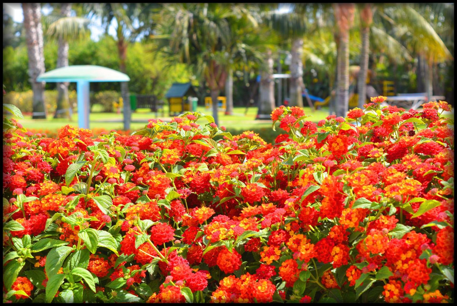 Lantana Resort Hotel&Apartments - Photo 37