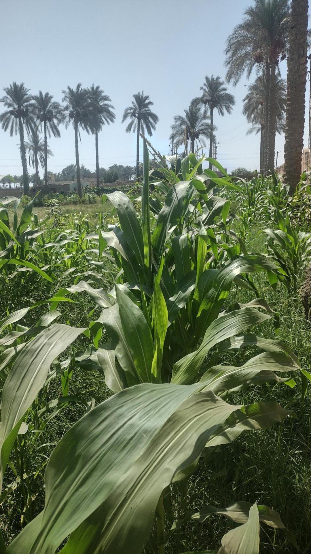 Alf Layla Resort - Photo 14