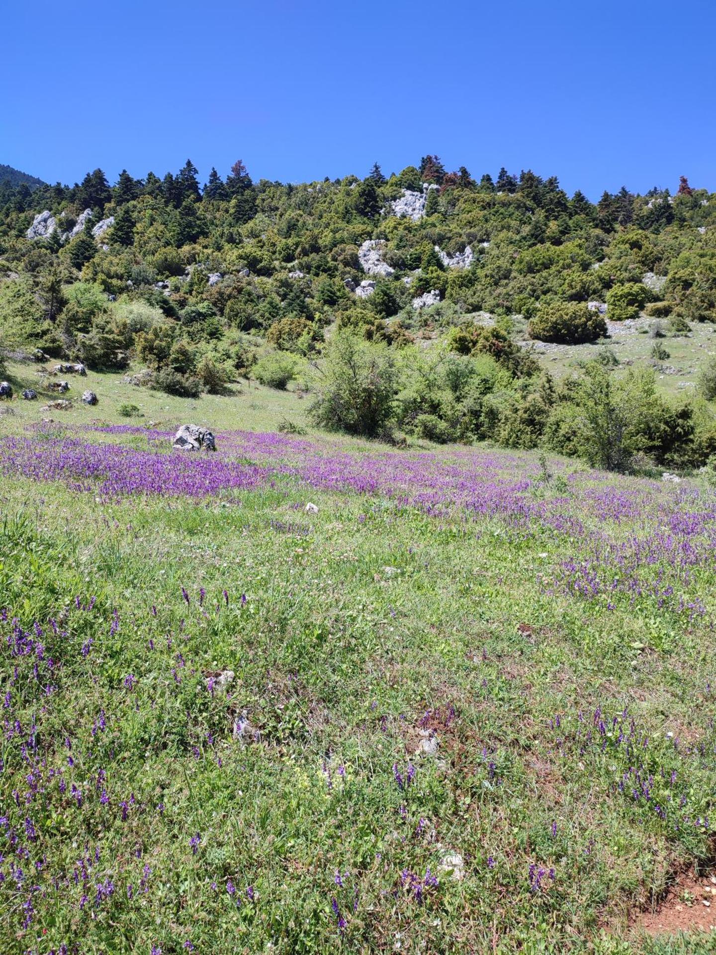 Ξενώνας Αγανίππη - Photo 67