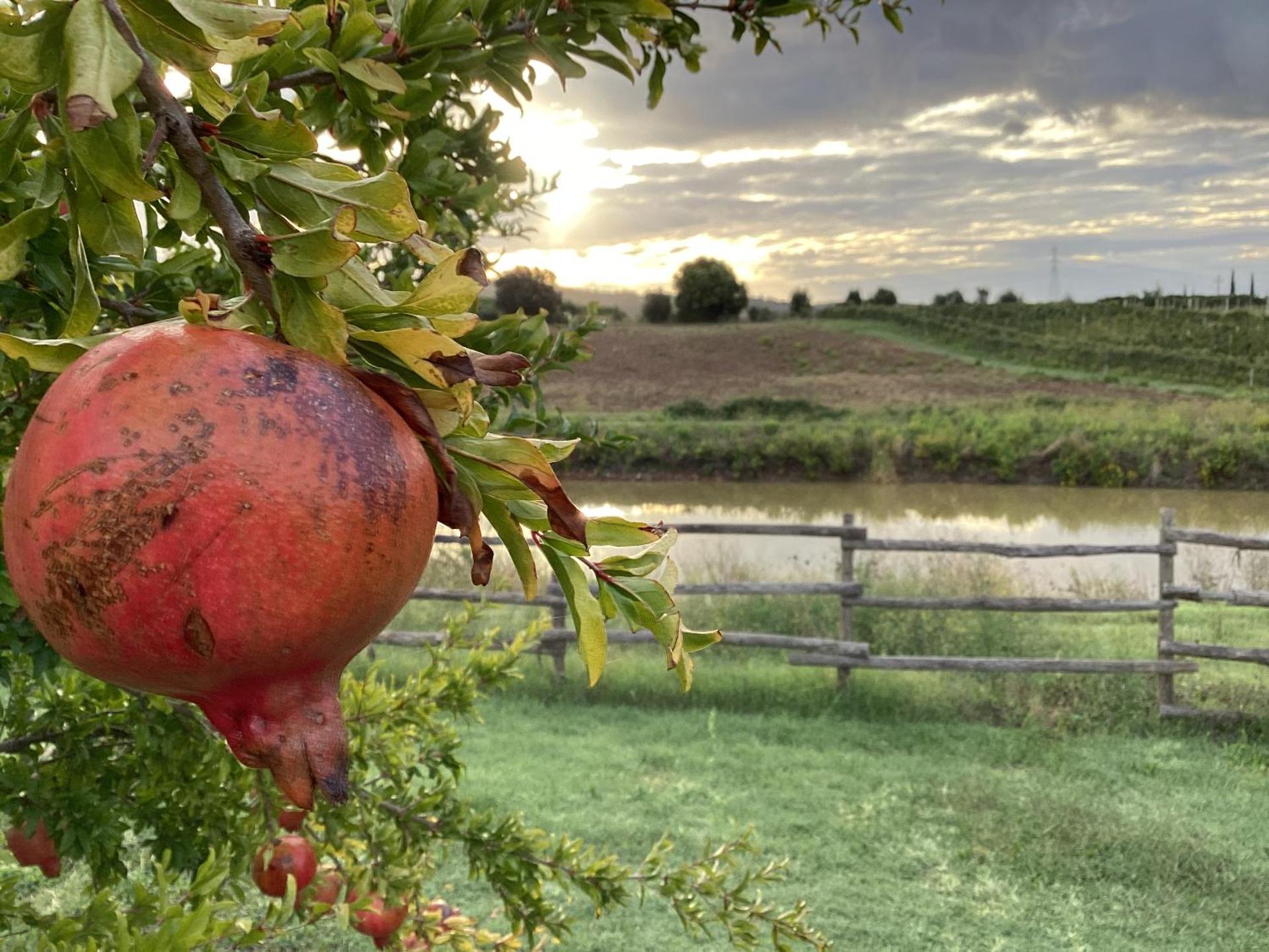 Agriturismo La Svolta - Photo 14