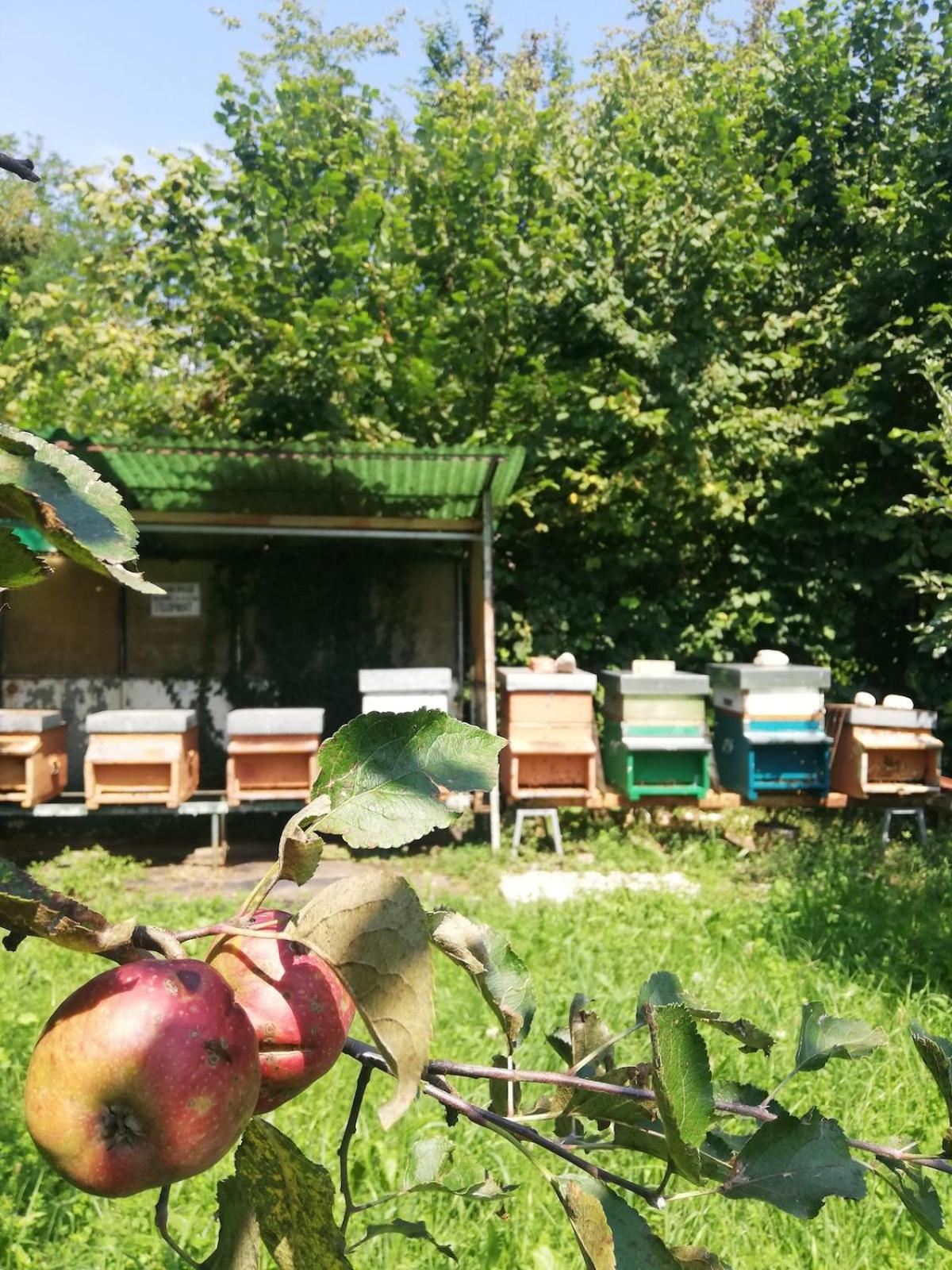 Family House on private courtyard in Fanna - Photo 35