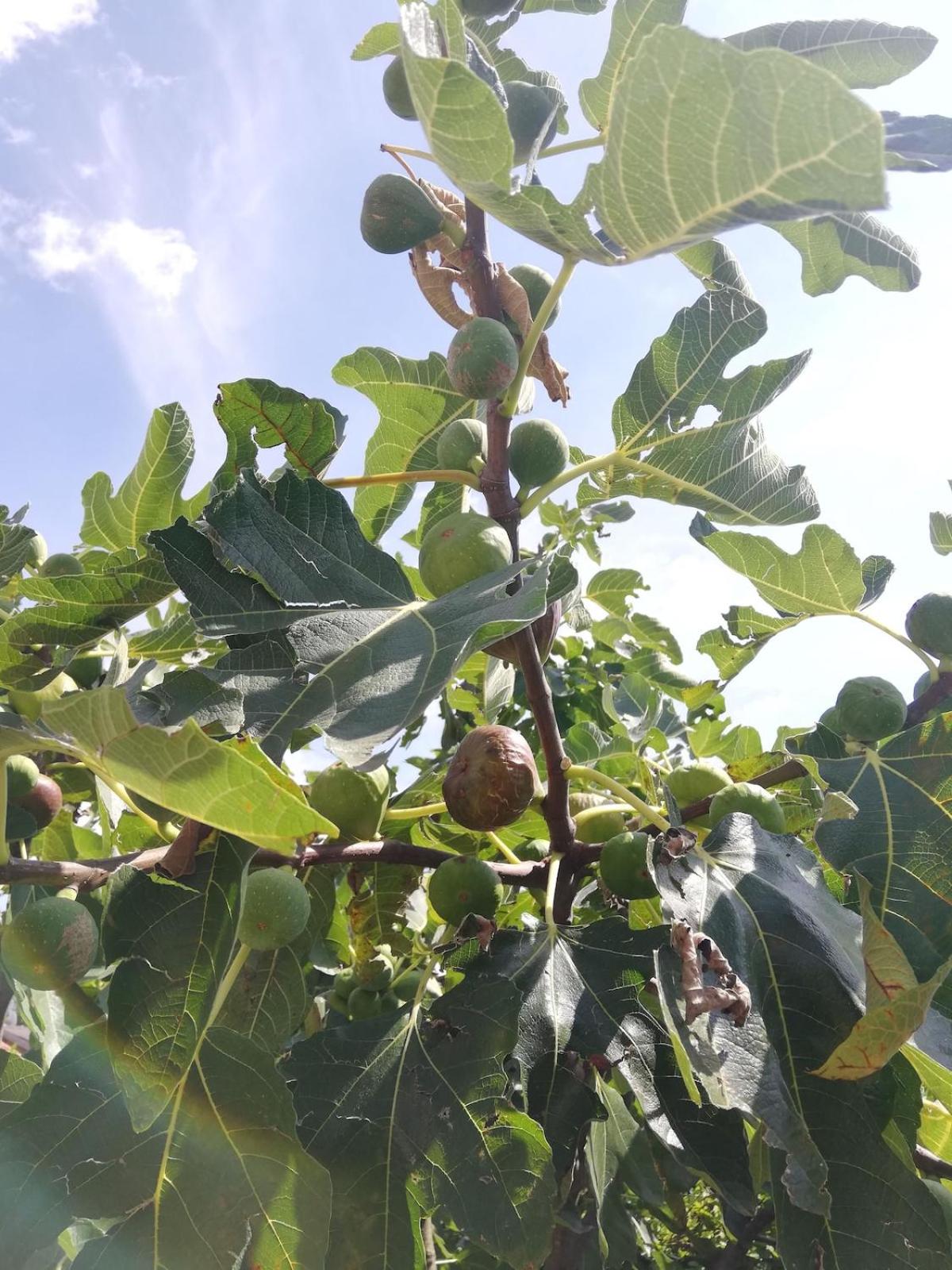 Family House on private courtyard in Fanna - Photo 41