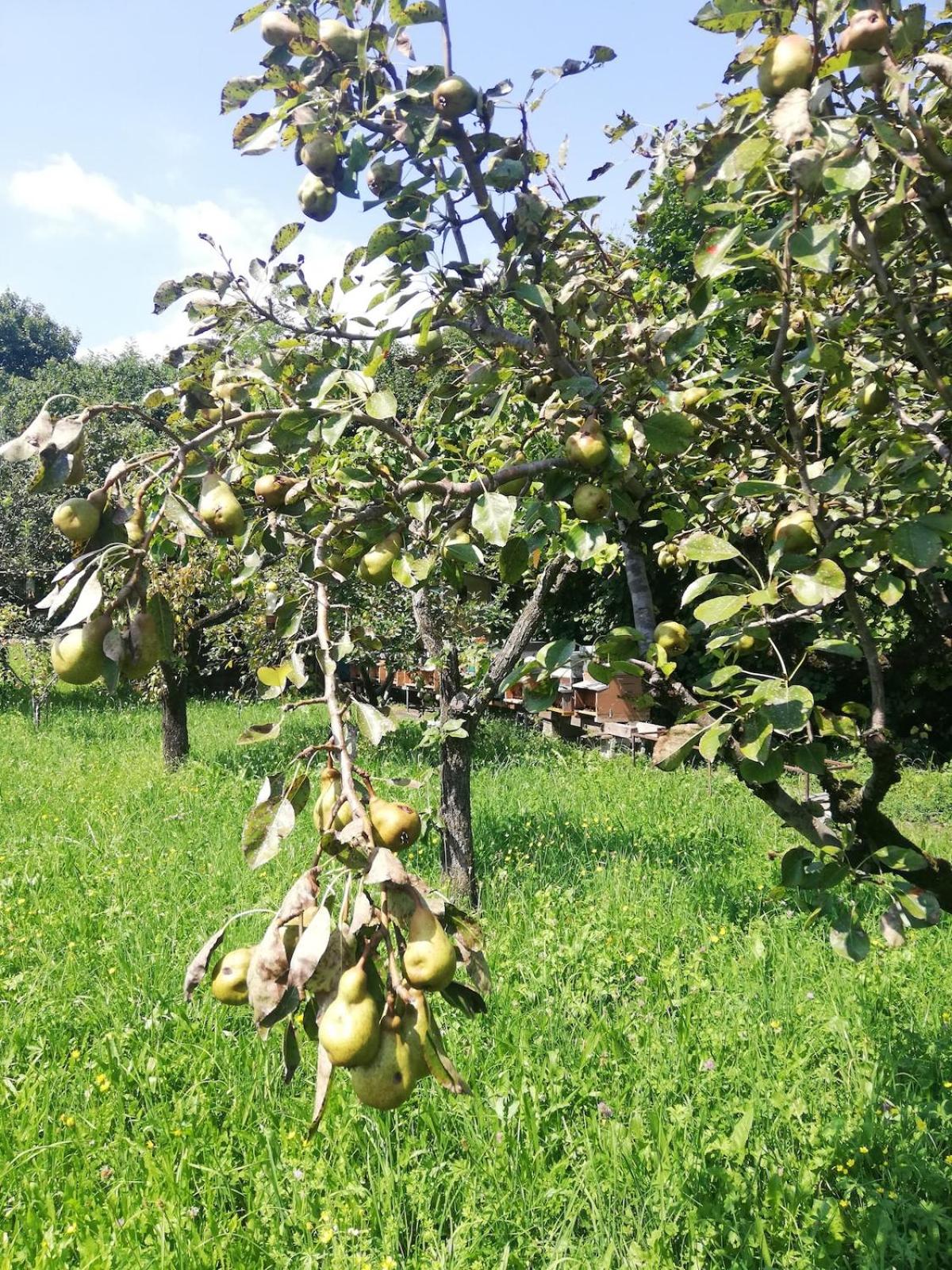 Family House on private courtyard in Fanna - Photo 43