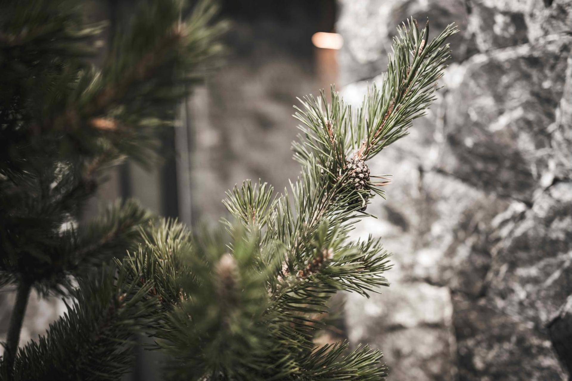 Chalet Altera by Elite Villas - Photo 18