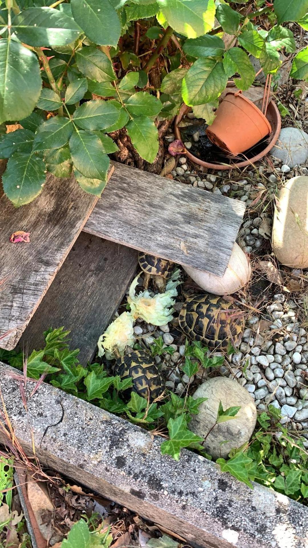 Aquahouse - Villa, romantica mansarda e acquari - Photo 13