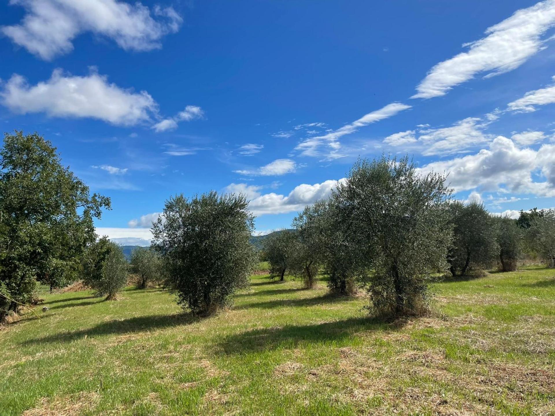 Villa Lea Toscana - Photo 13