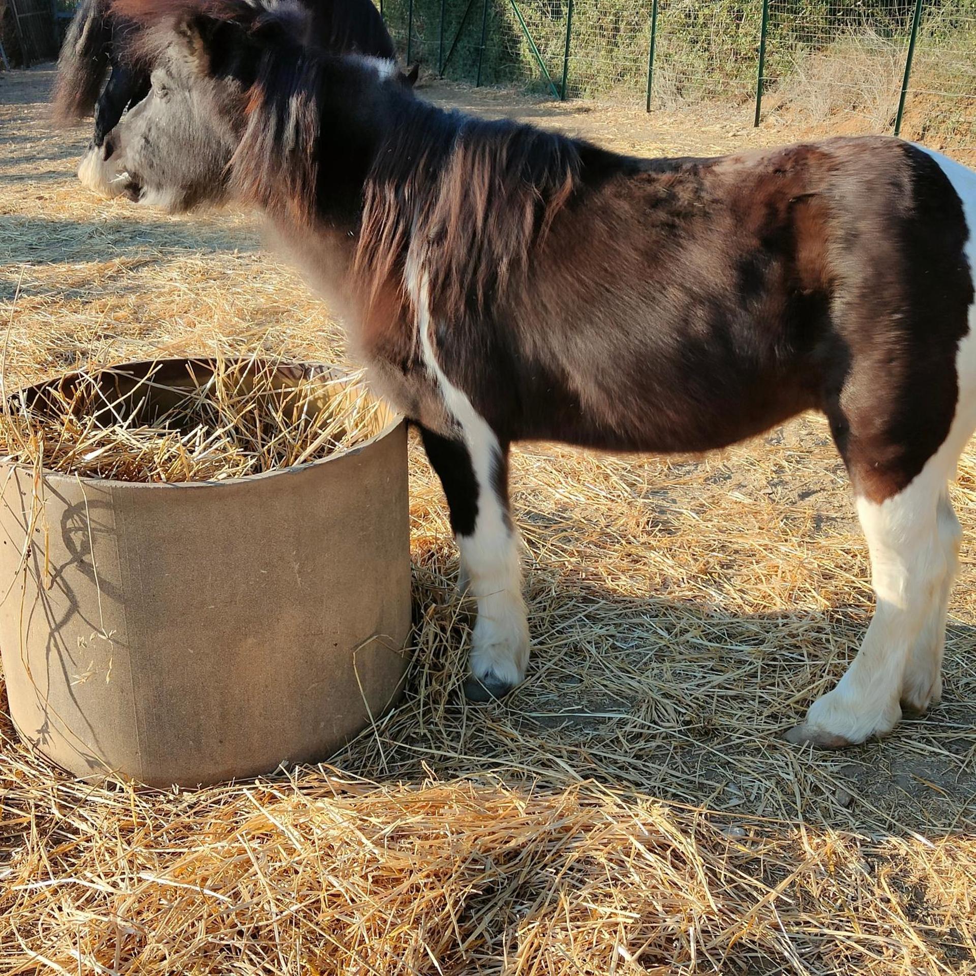 Villa 3 Archi - Photo 7