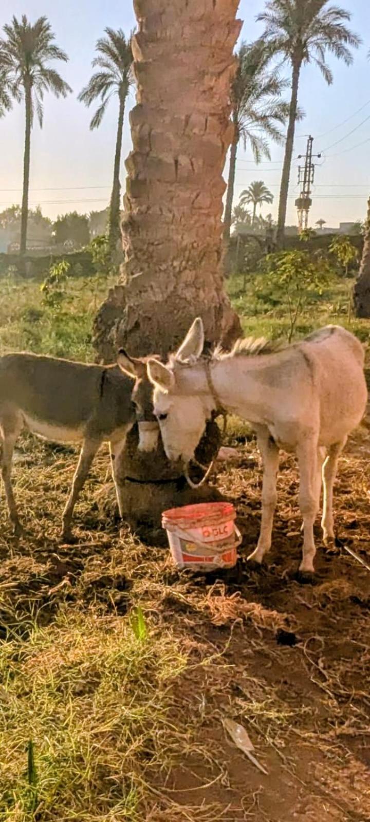 Alf Layla Resort - Photo 5