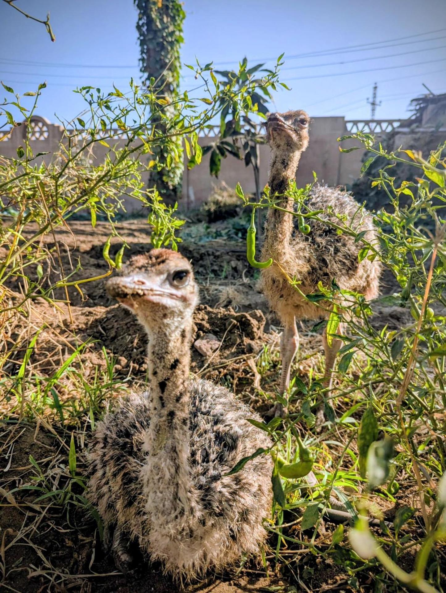 Alf Layla Resort - Photo 4