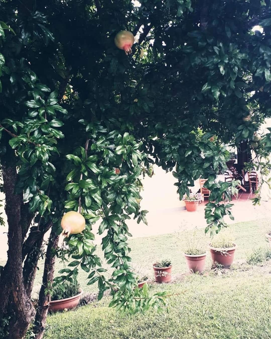 Agriturismo Marrucola - Photo 94