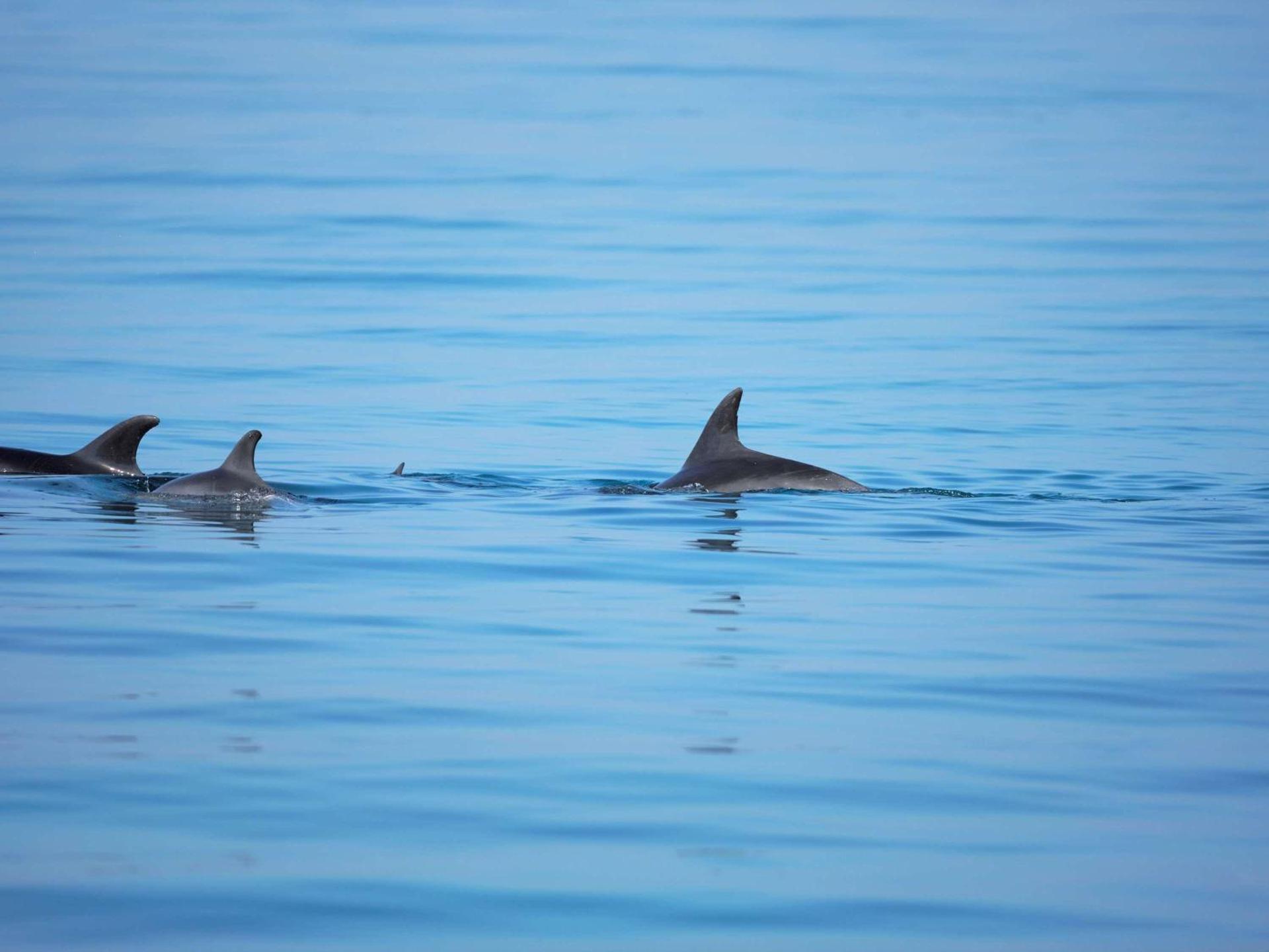 Mövenpick Resort El Sokhna - Photo 116