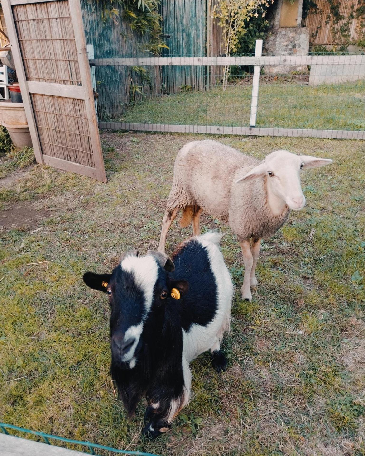 La Casa Gialla A MONTIGNOSO - Photo 14