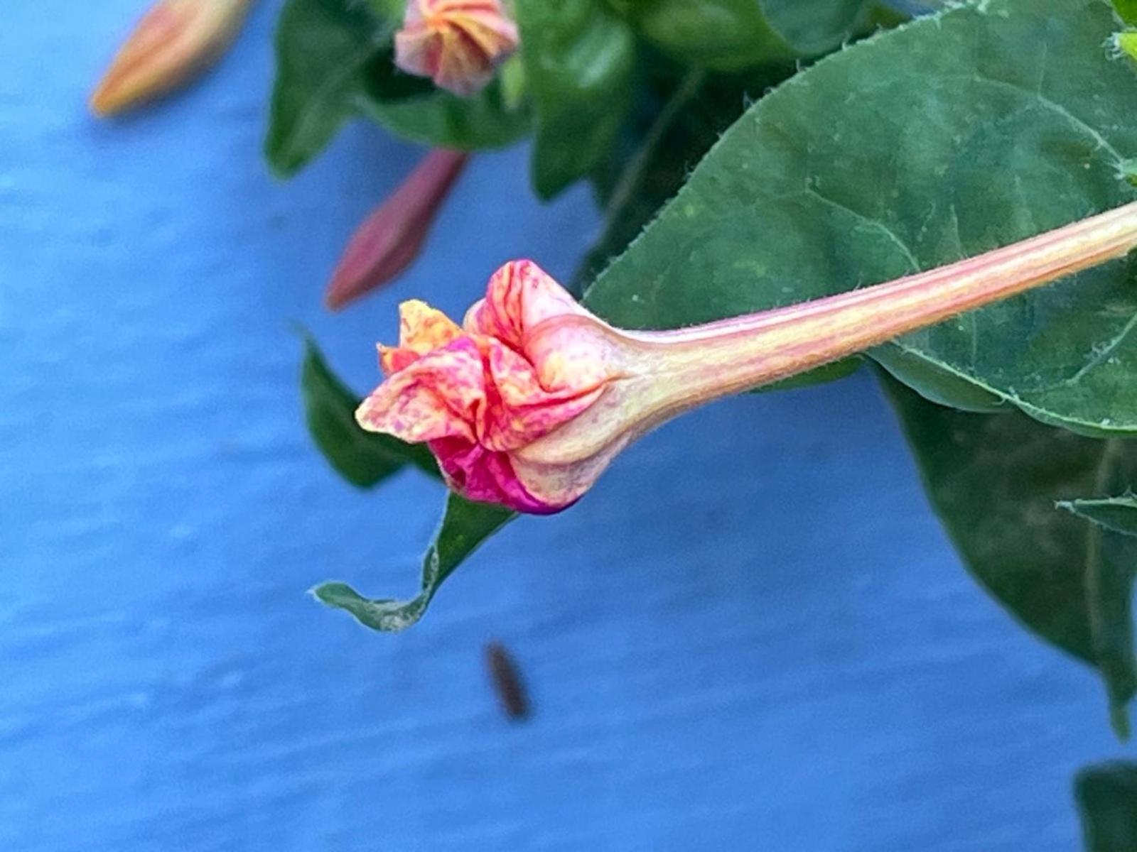 Dar Onsar - Photo 42