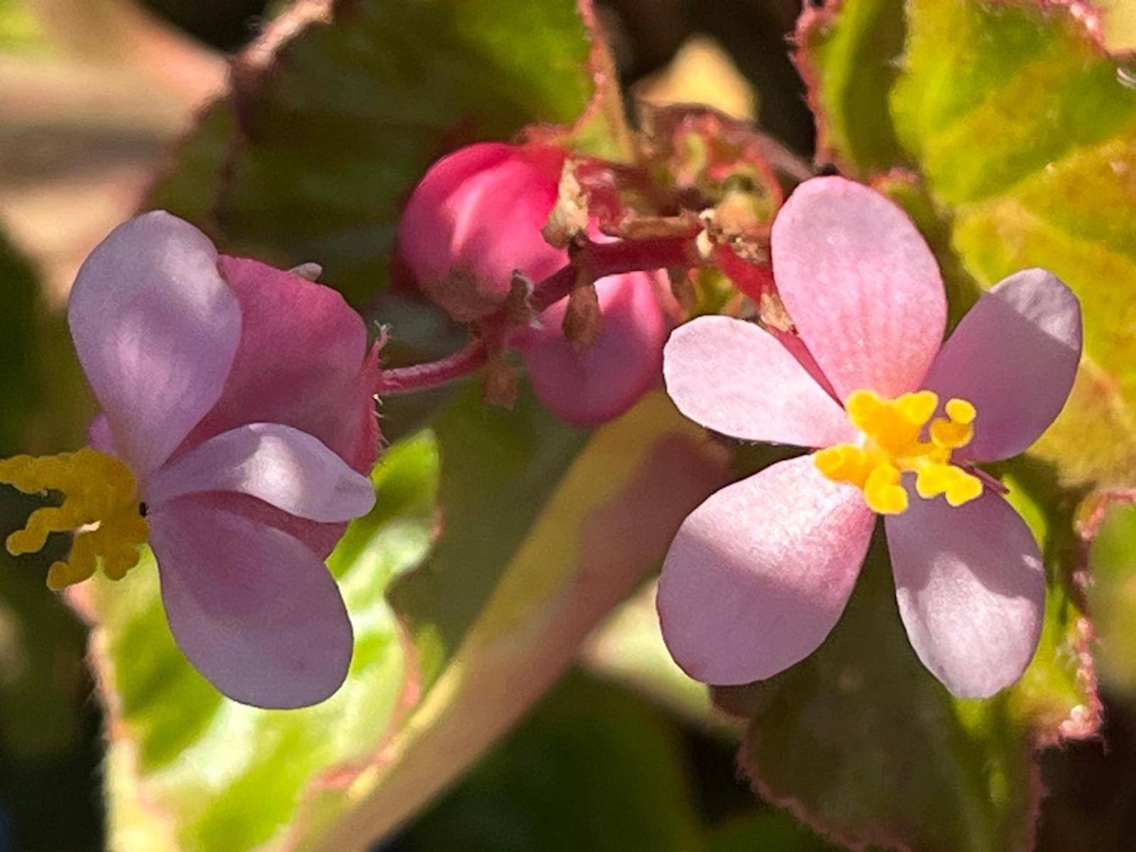 Dar Onsar - Photo 23