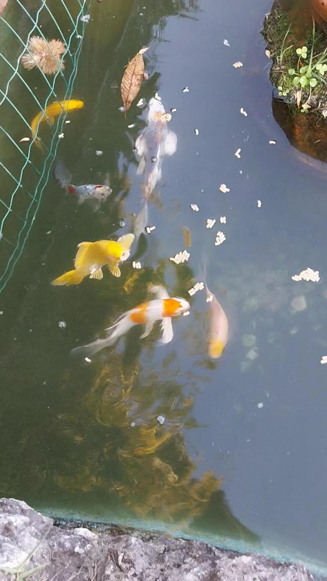 La Casa Gialla A MONTIGNOSO - Photo 16