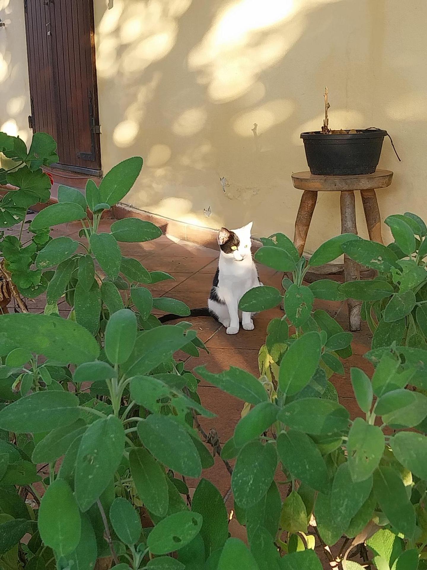 La Casa Gialla A MONTIGNOSO - Photo 19