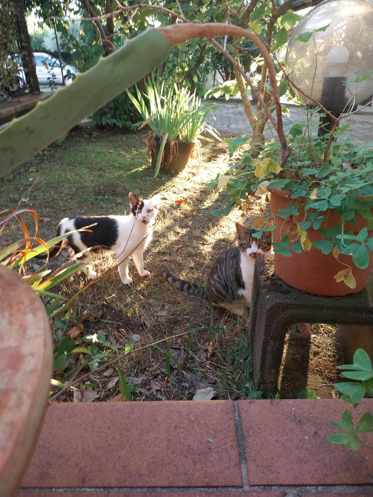 La Casa Gialla A MONTIGNOSO - Photo 20