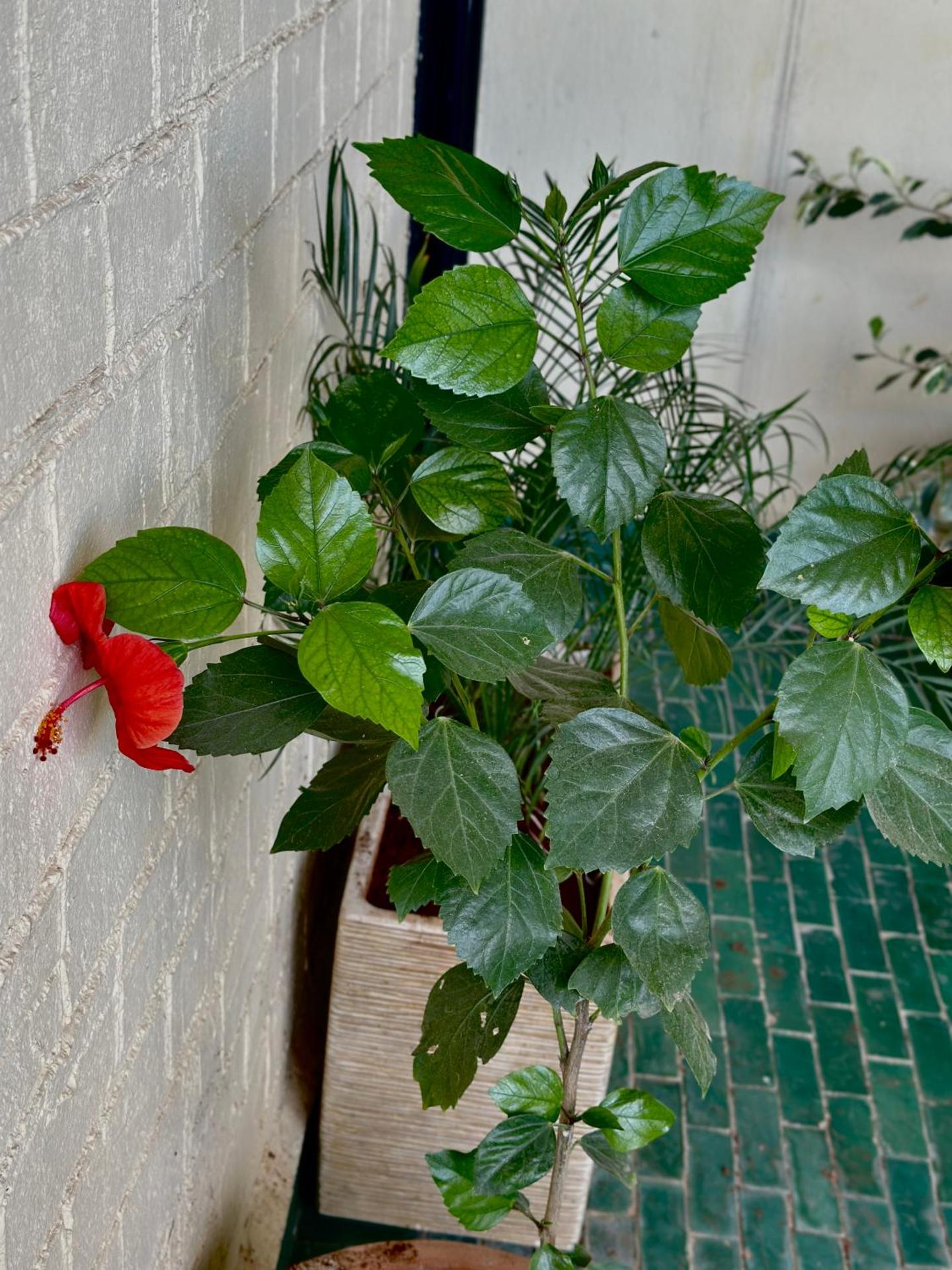 Riad Damia Suite & Spa - Photo 201