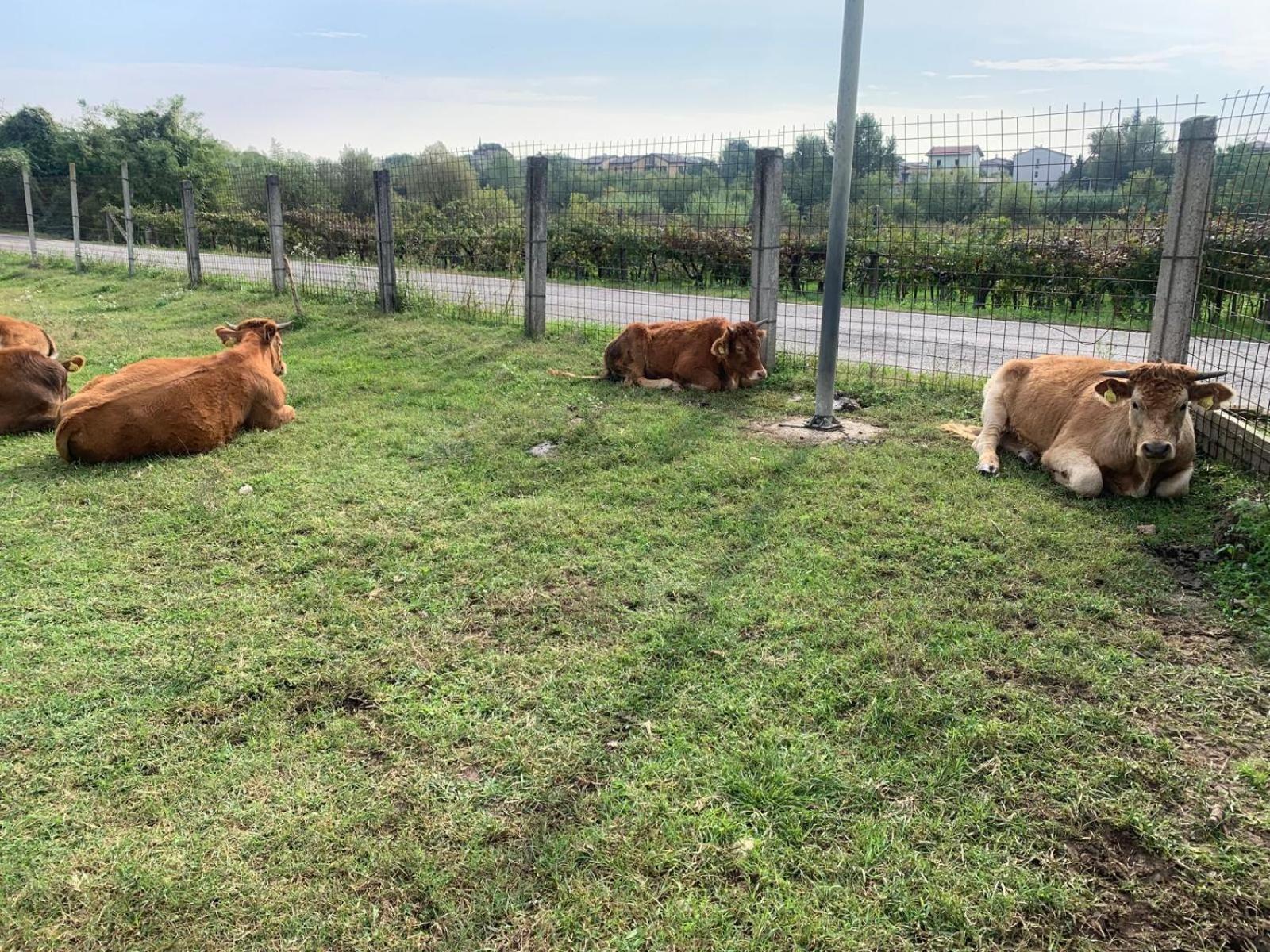 Agriturismo Corte Bonetti - Photo 25