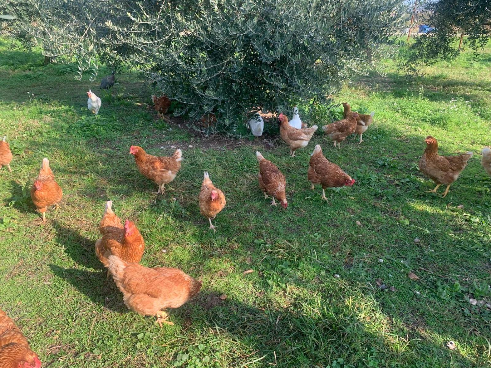 Agriturismo Corte Bonetti - Photo 24