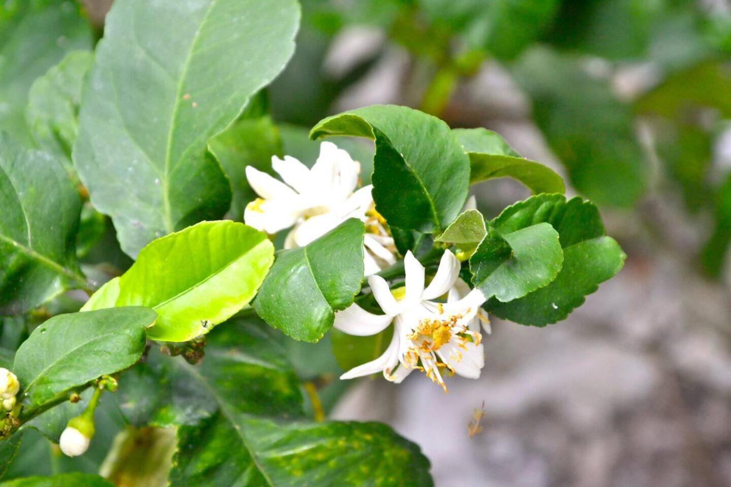 Villa Daria a 2 Km dal mare golfo del Tigullio - Photo 29
